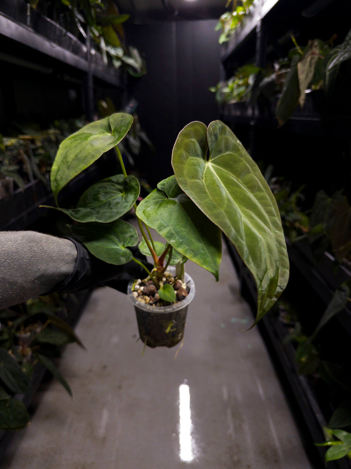 Anthurium #BlinkyBill • #TwinPhoenix x 'Drop Bear'