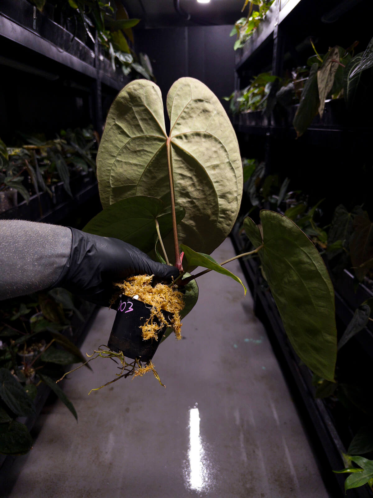 Anthurium besseae aff. 'Red' x 'Heinz' s1