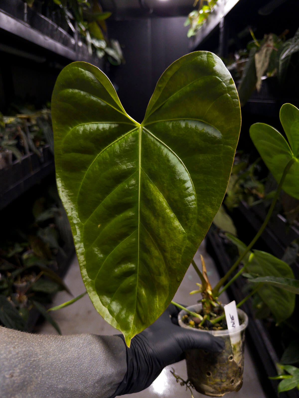 Anthurium #Tadpole • variegated