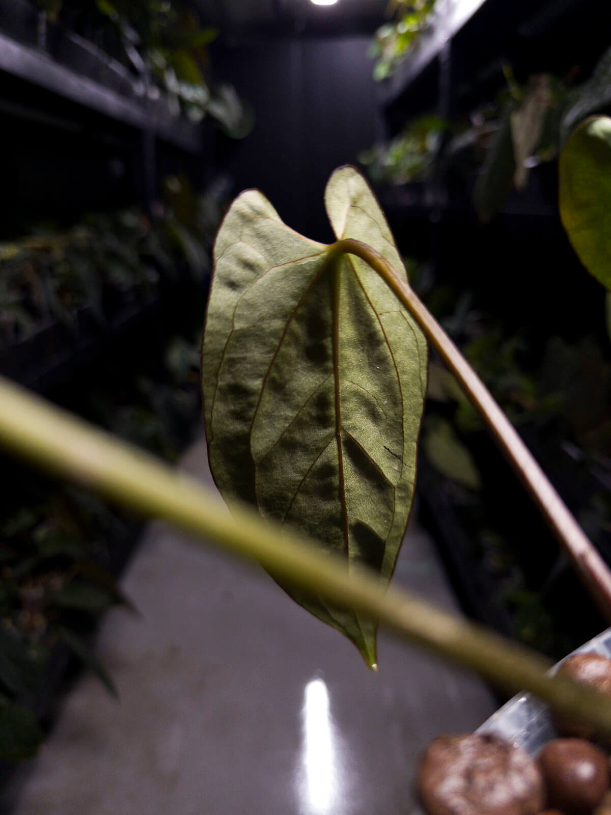 Anthurium #CherryWine