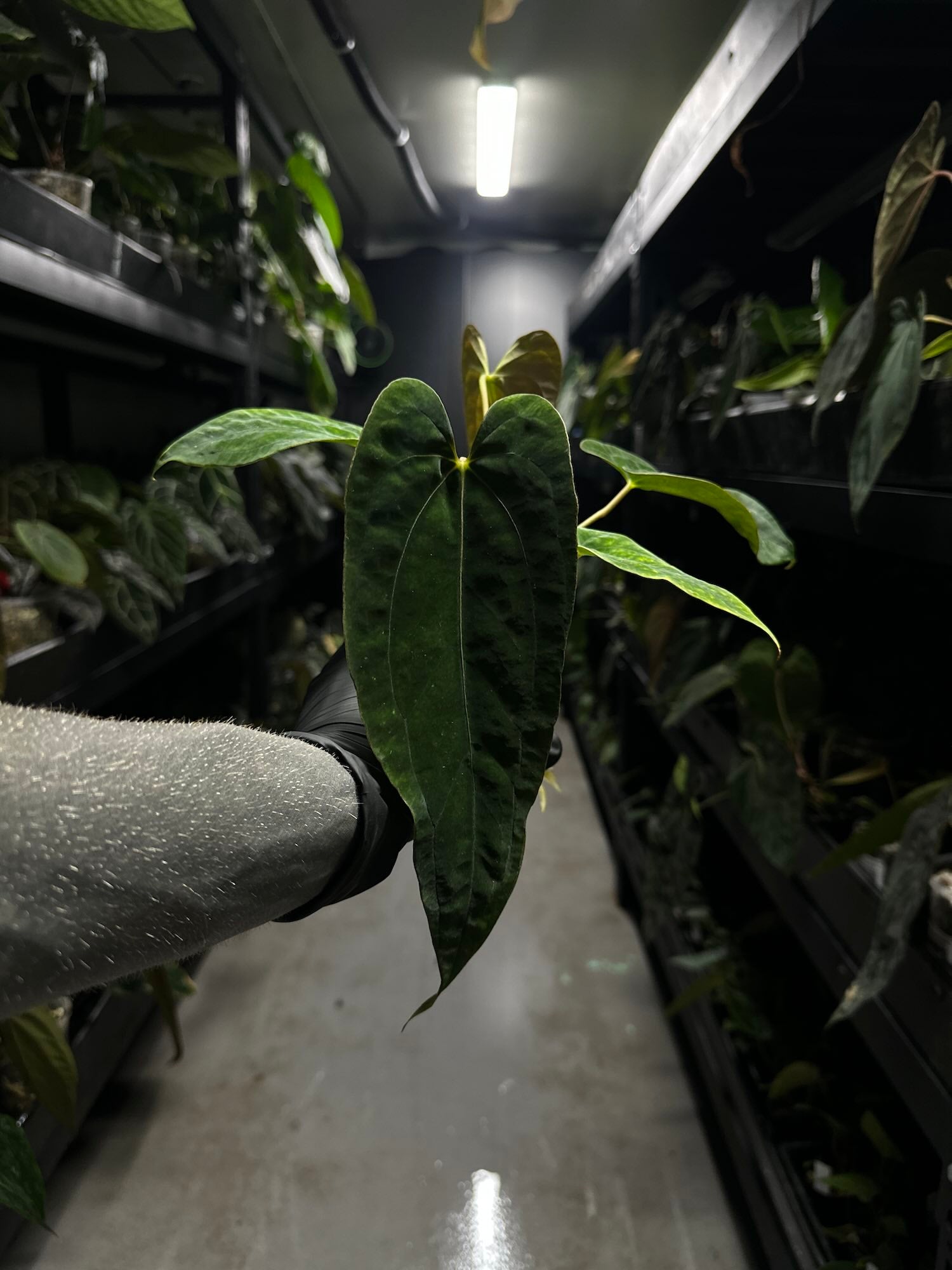 Anthurium black papillilaminum x (FSRL x FSxself)