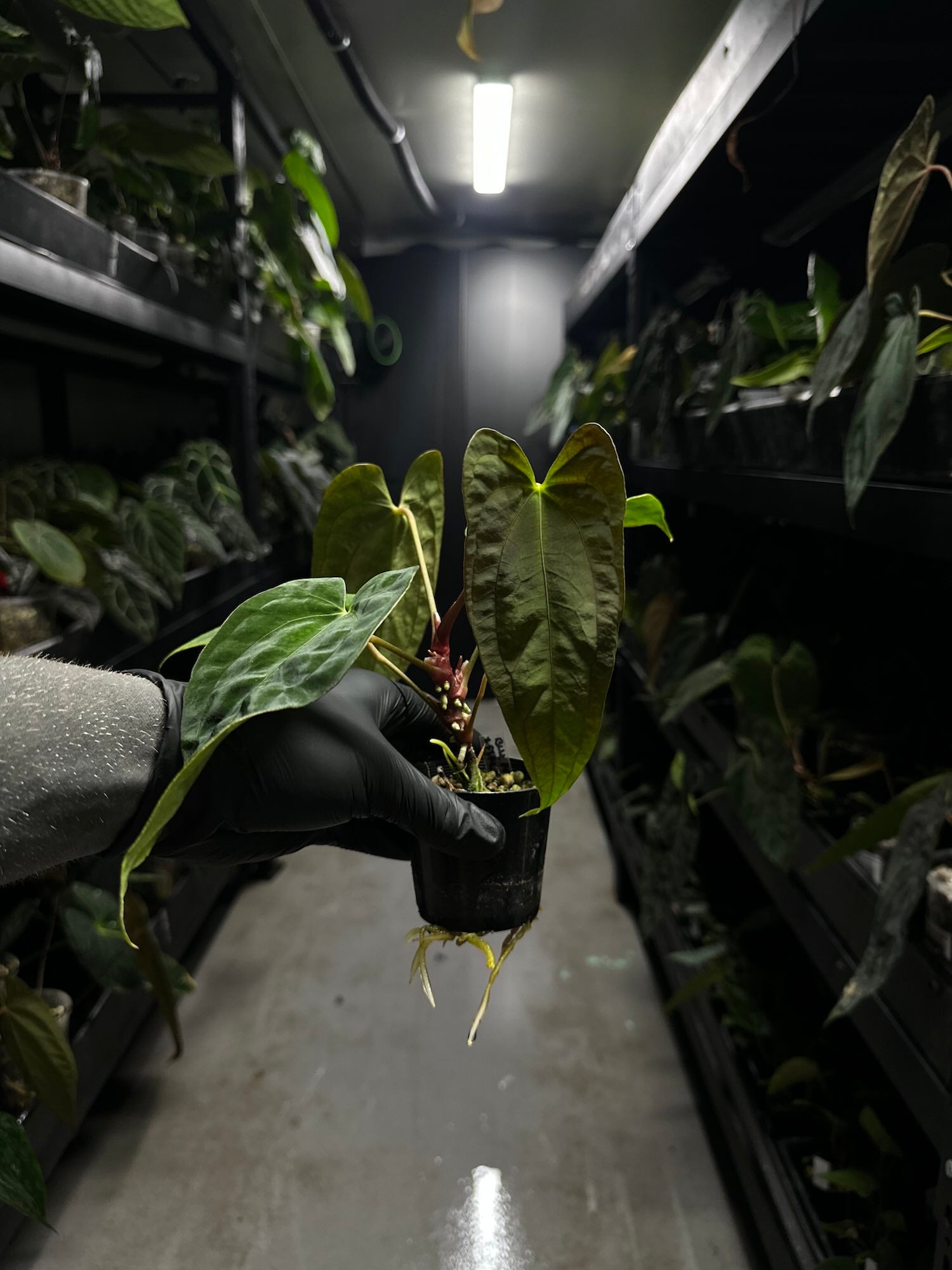 Anthurium black papillilaminum x (FSRL x FSxself)