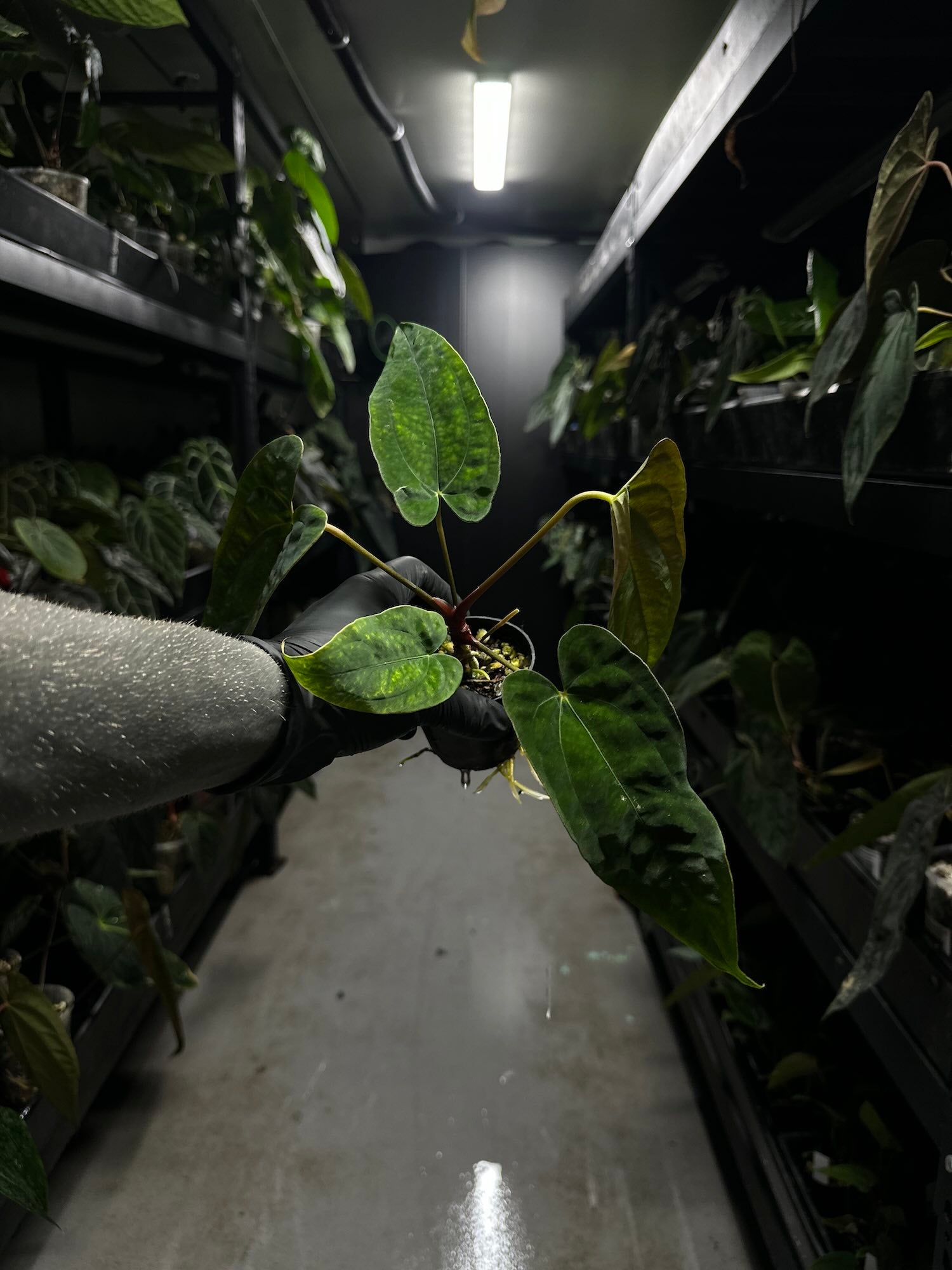 Anthurium black papillilaminum x (FSRL x FSxself)