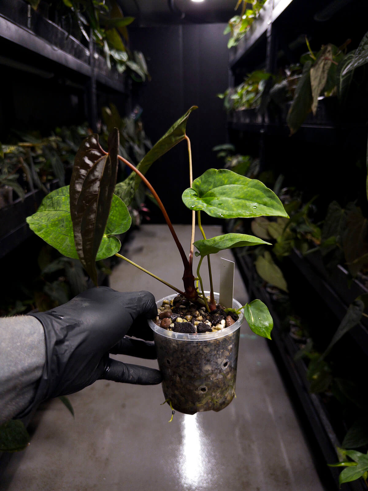 Anthurium 'Dropbear' x • gorgeous emergent