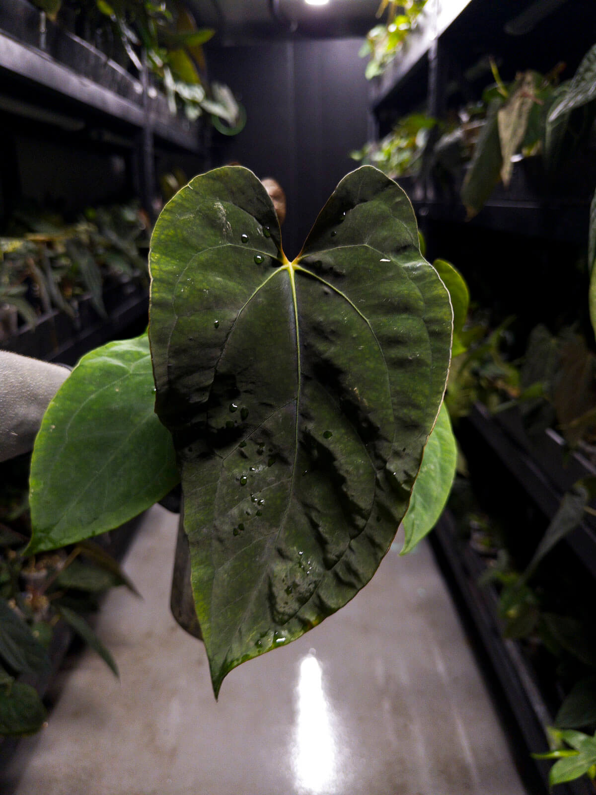 Anthurium 'Dropbear' x