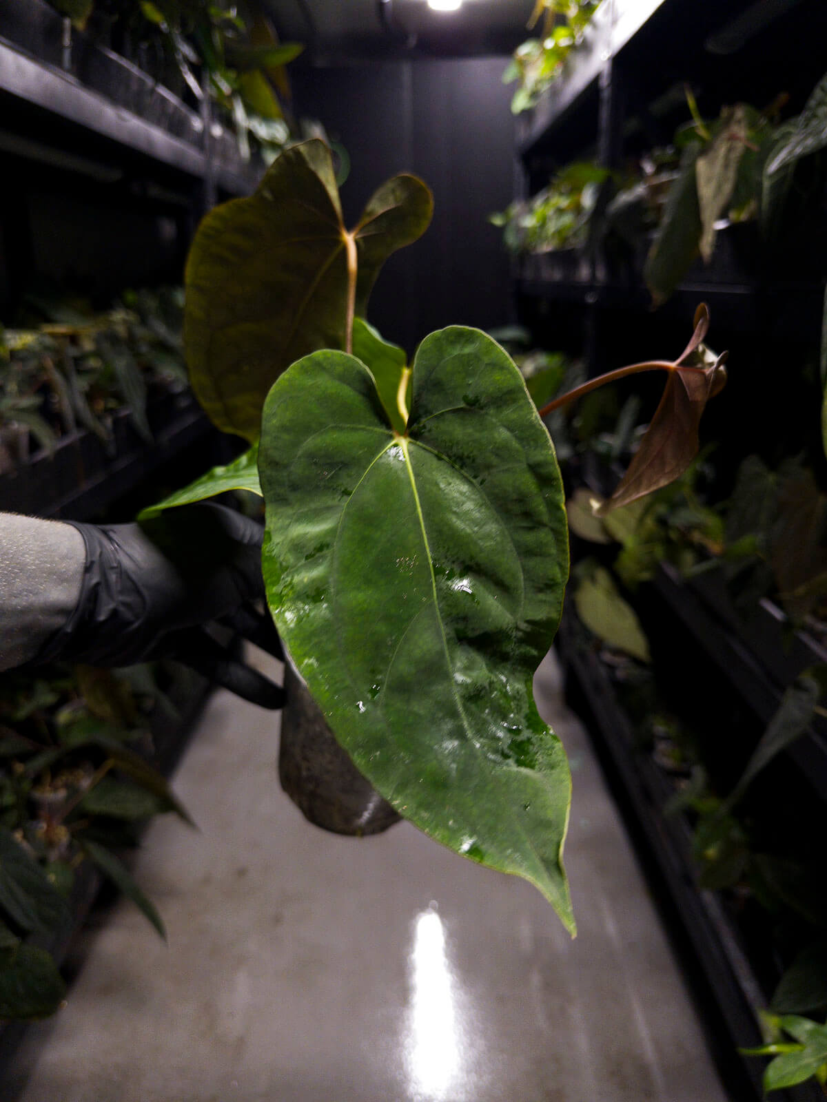 Anthurium 'Dropbear' x