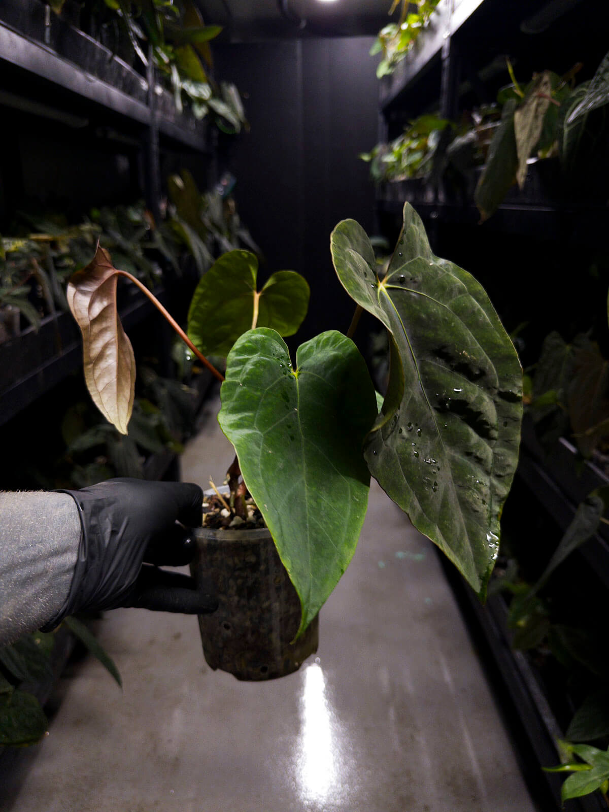 Anthurium 'Dropbear' x