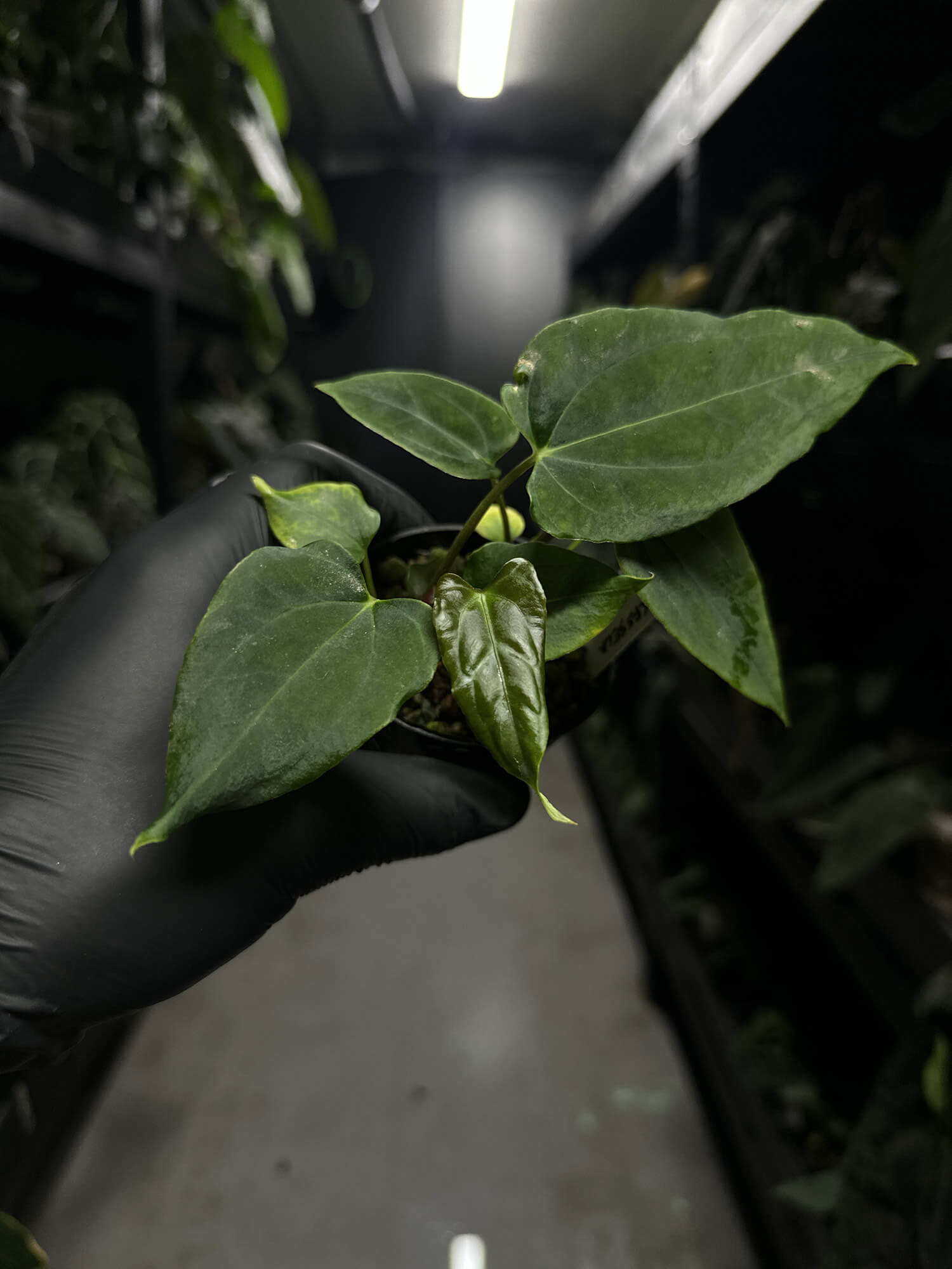 Anthurium papillilaminum fsrl x fs self s1