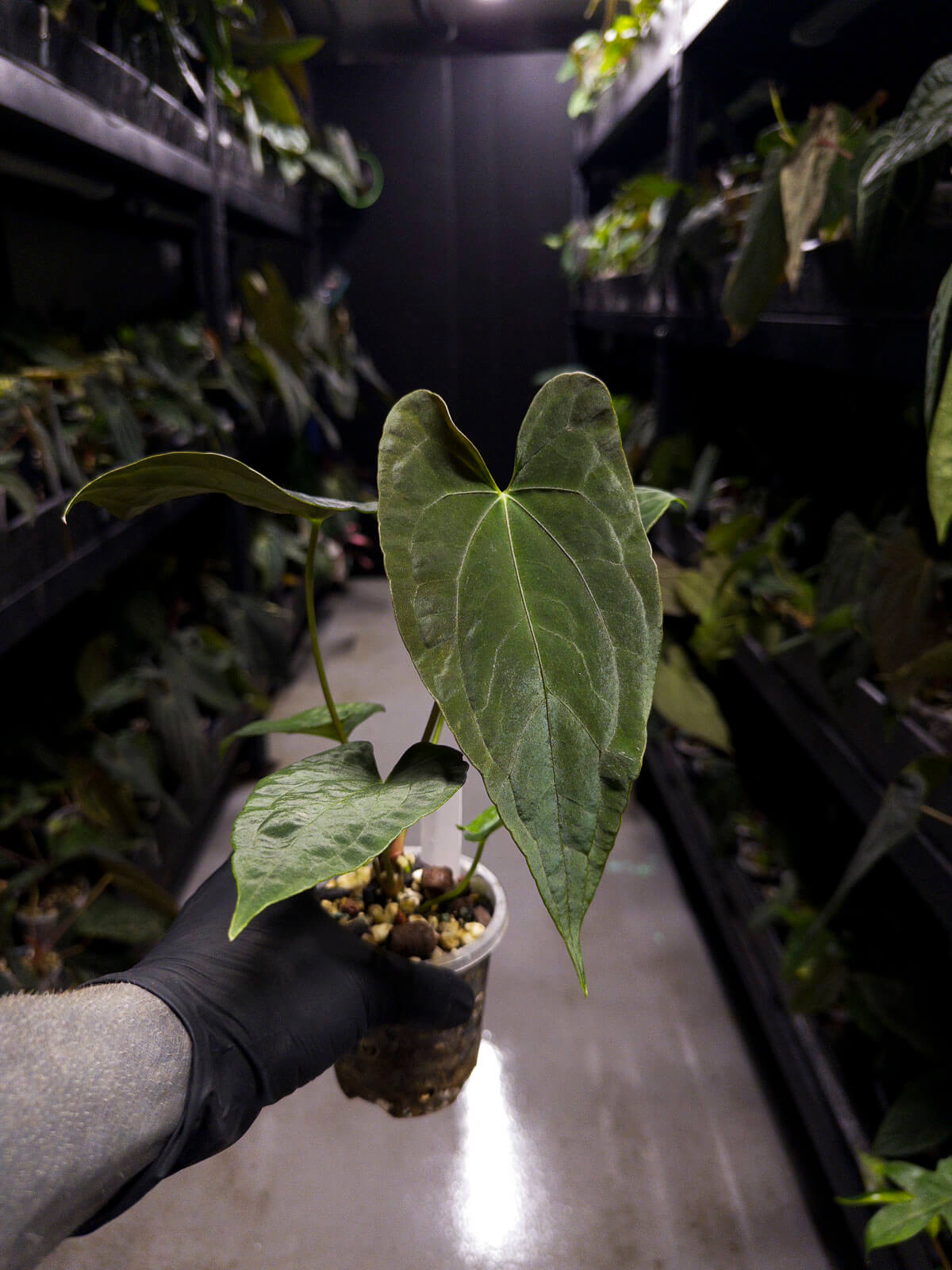 anthurium dressleri x papillilaminum Anthurium papillilaminum x dressleri • 'LAS' x 'JS' – The Plant Plug