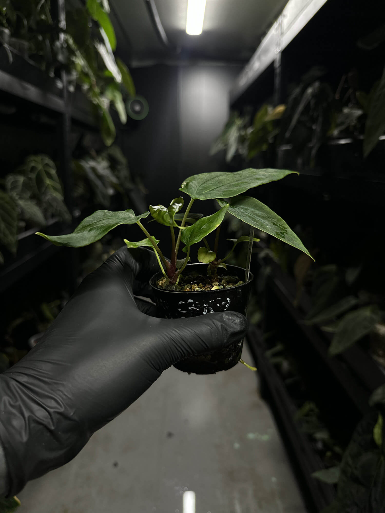 Anthurium papillilaminum fsrl x fs self s1