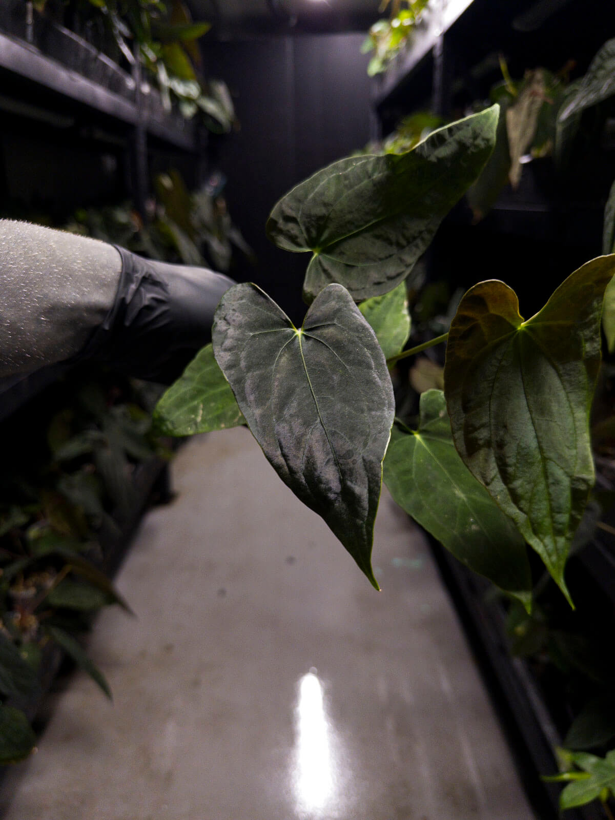Anthurium papillilaminum x dressleri • 'LAS' x 'JS'