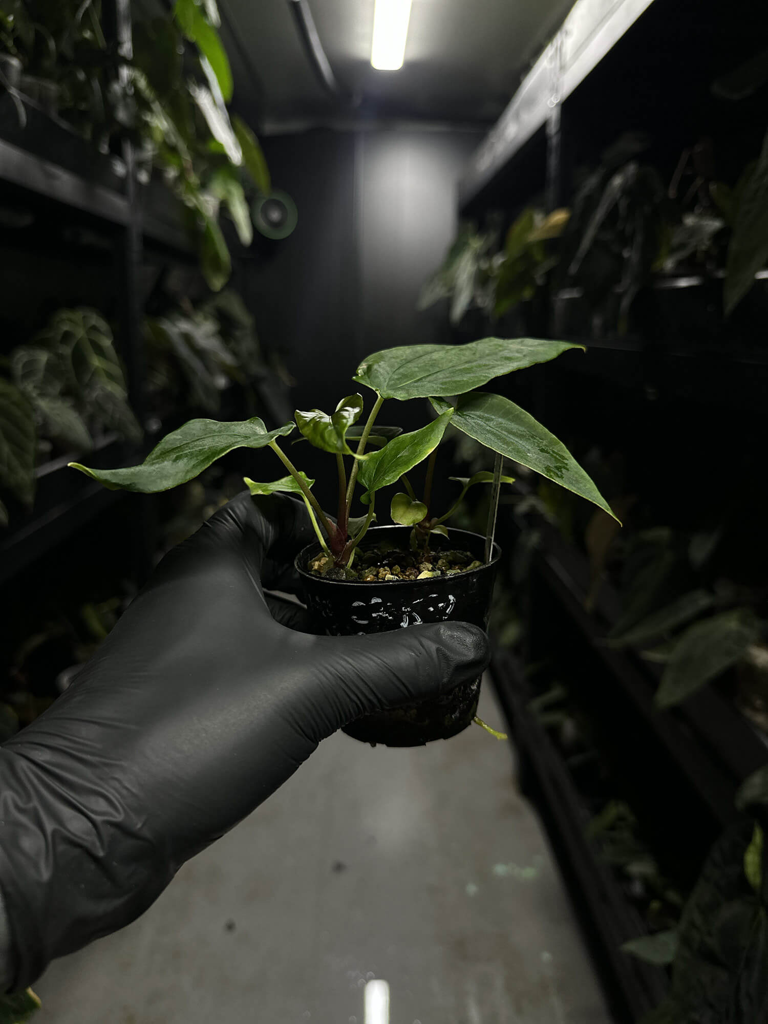 Anthurium papillilaminum fsrl x fs self s1