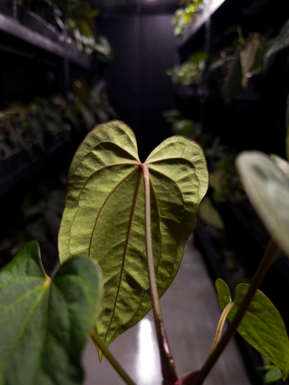 Anthurium antolakii 'Round' x 'Red Vein Dark Phoenix'