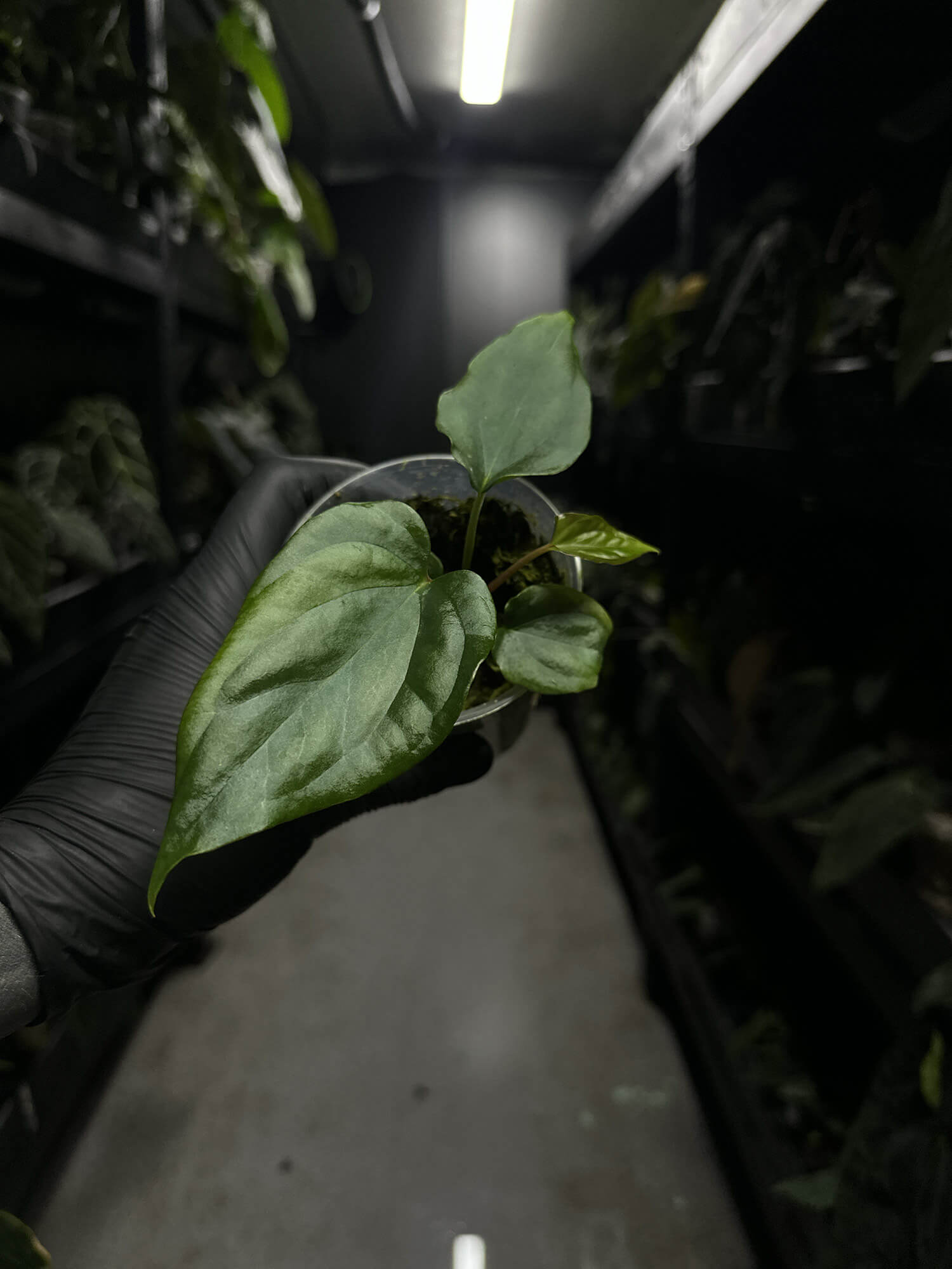 Anthurium #antichrist - papillilaminum x luxurians
