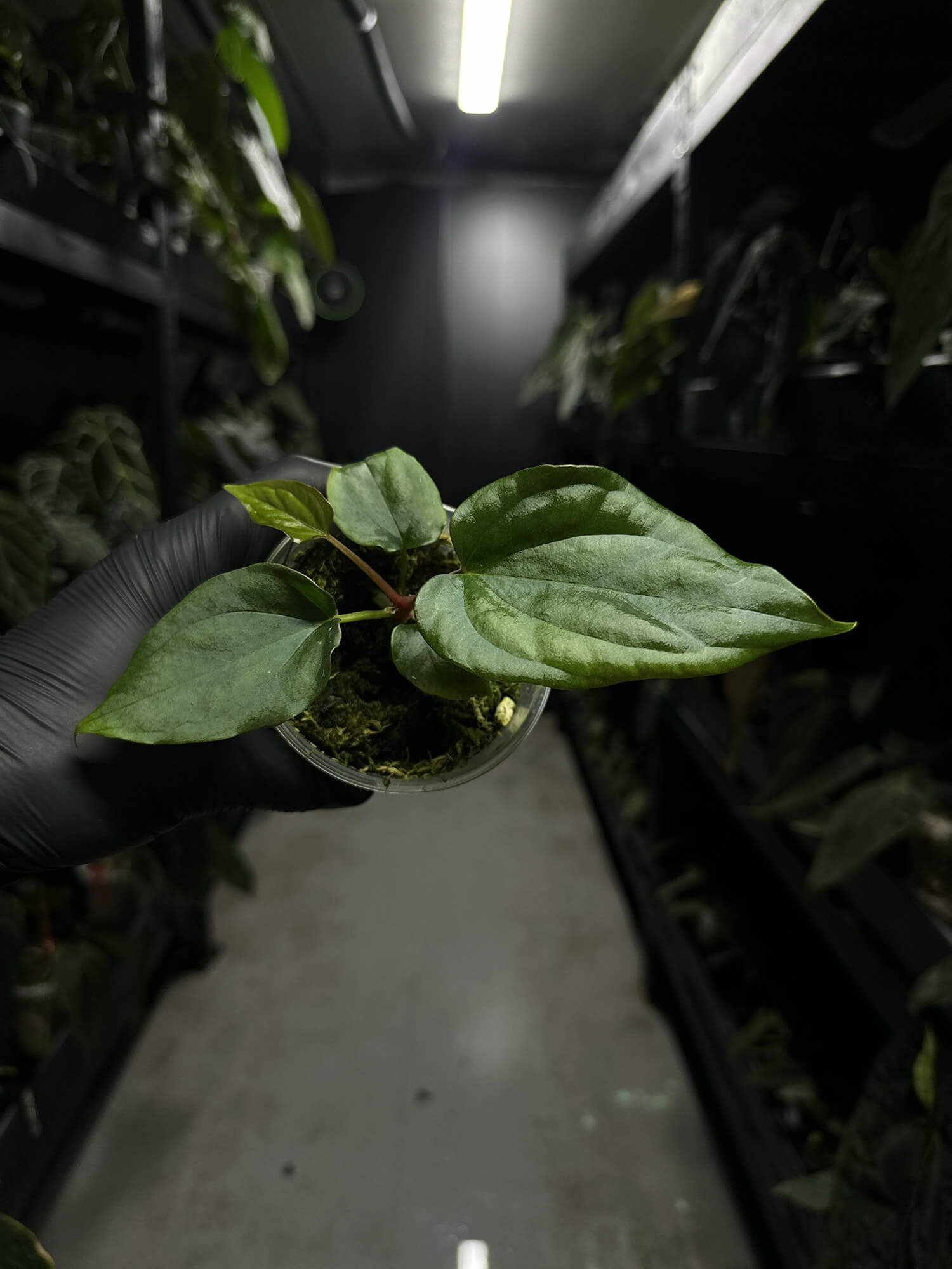 Anthurium #antichrist - papillilaminum x luxurians