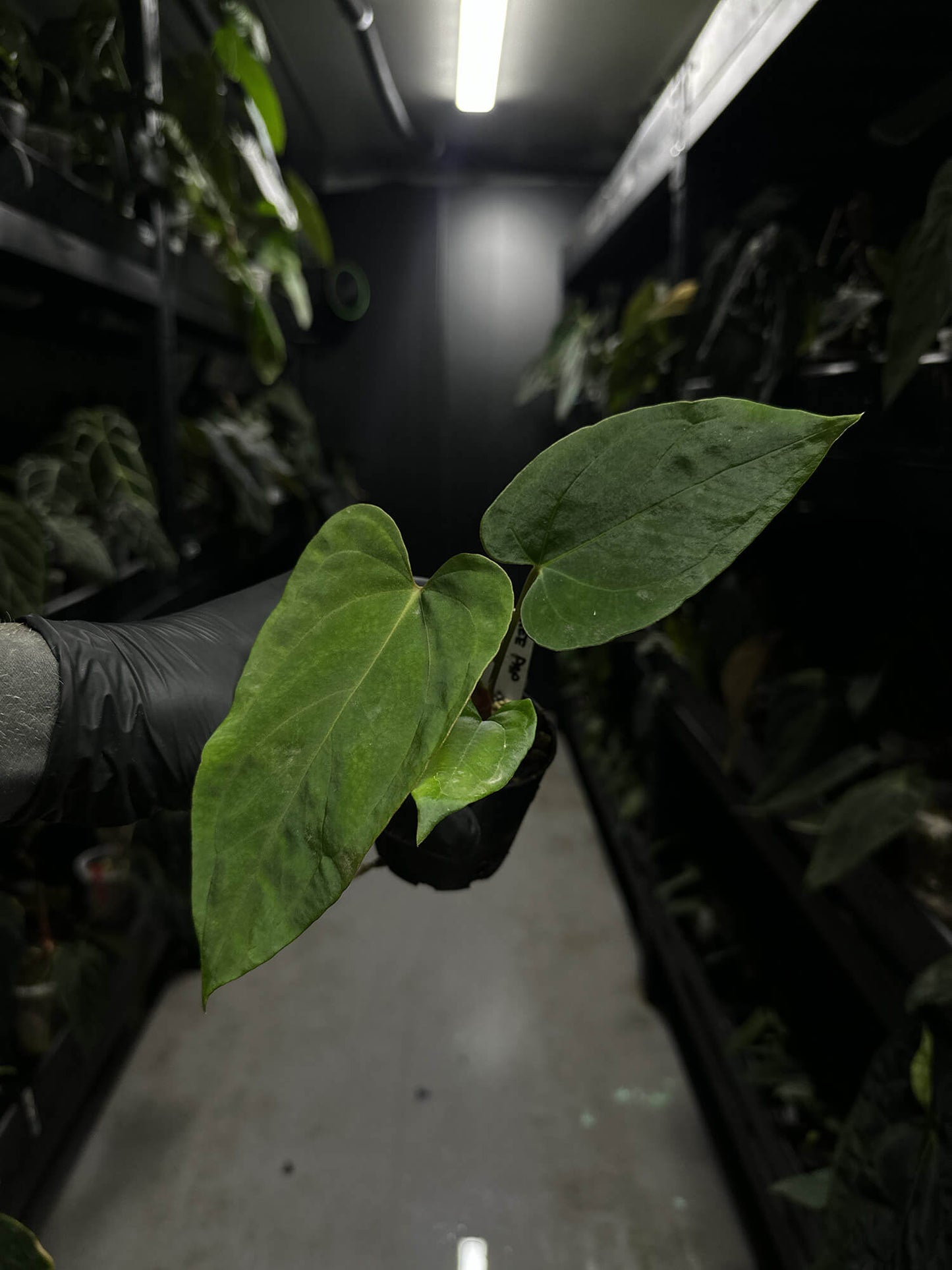 Anthurium papillilaminum ree gardens x RVDP