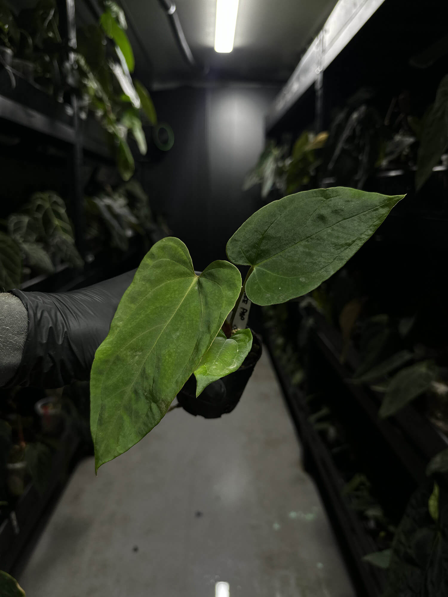 Anthurium papillilaminum ree gardens x RVDP