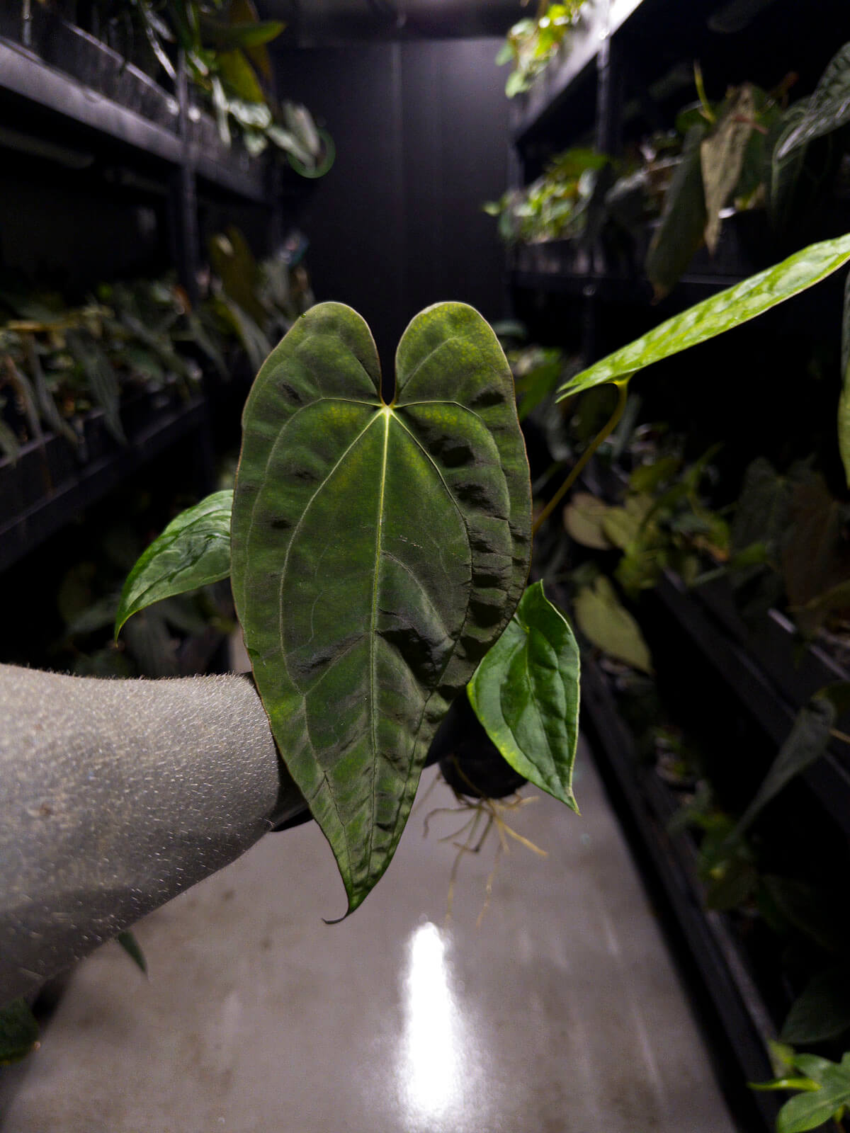 Anthurium papillilaminum ('Marshellini' x 'Dadbod') x 'RA8'