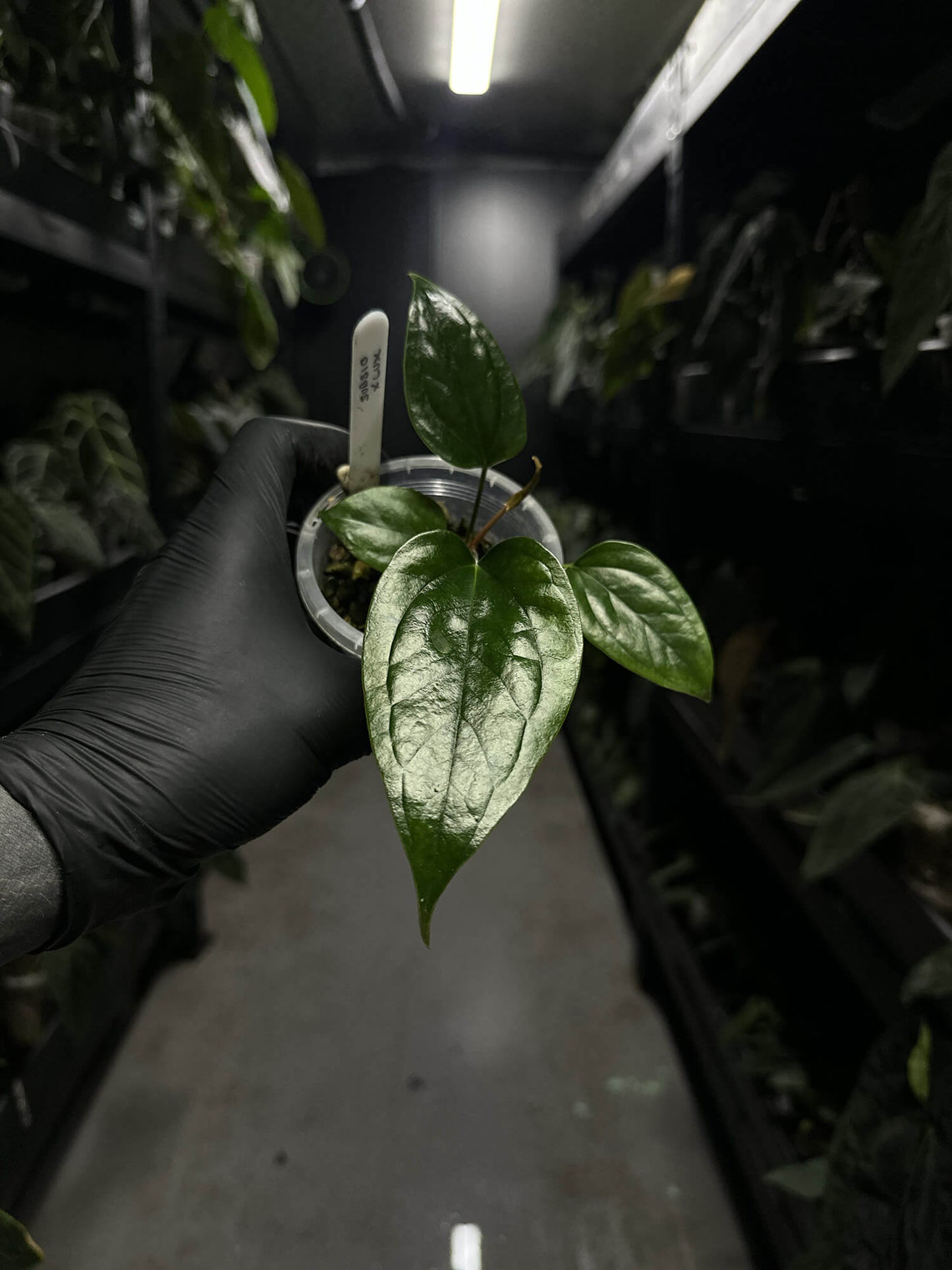 Anthurium subsignatum x luxurians