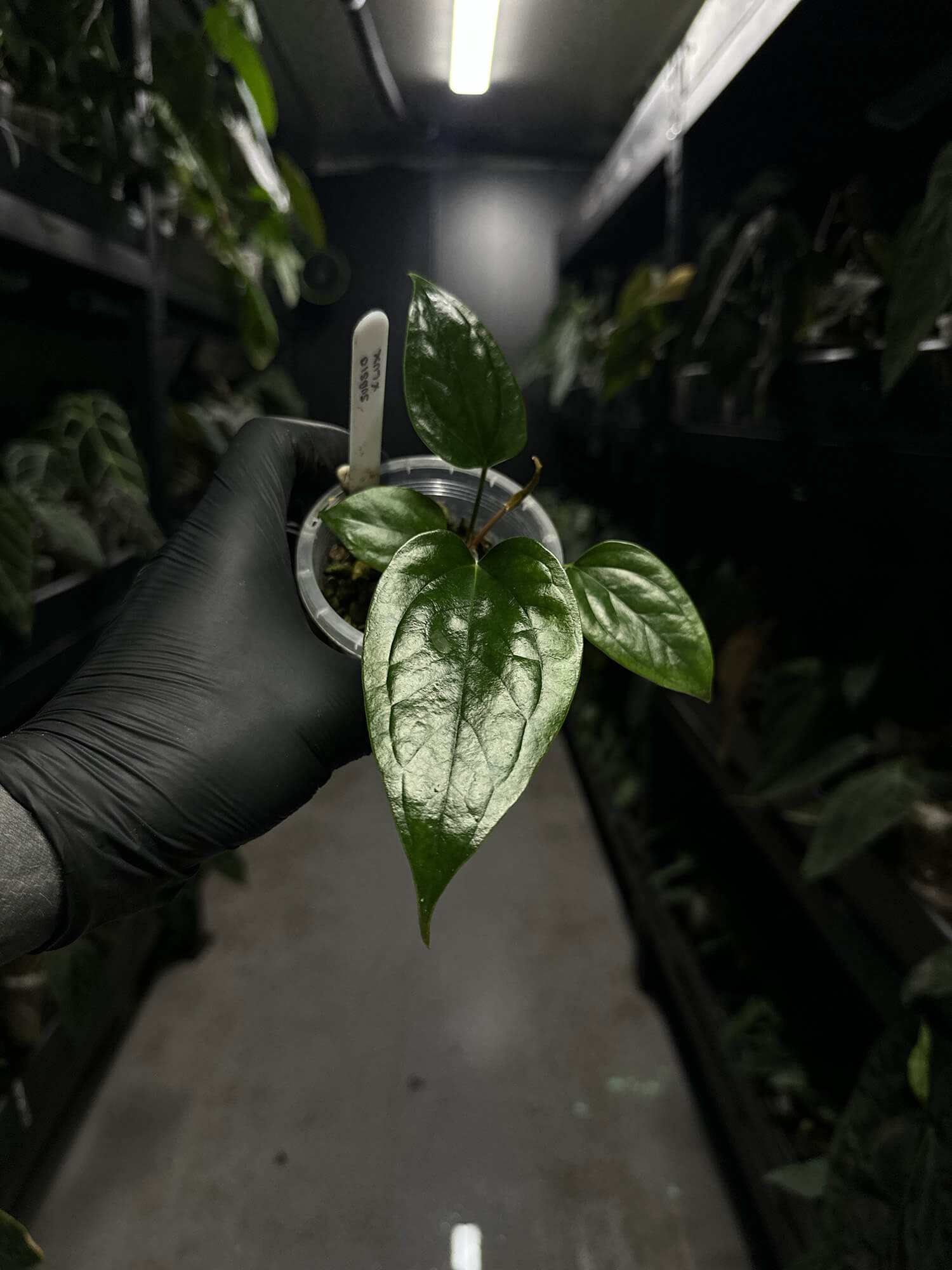 Anthurium subsignatum x luxurians