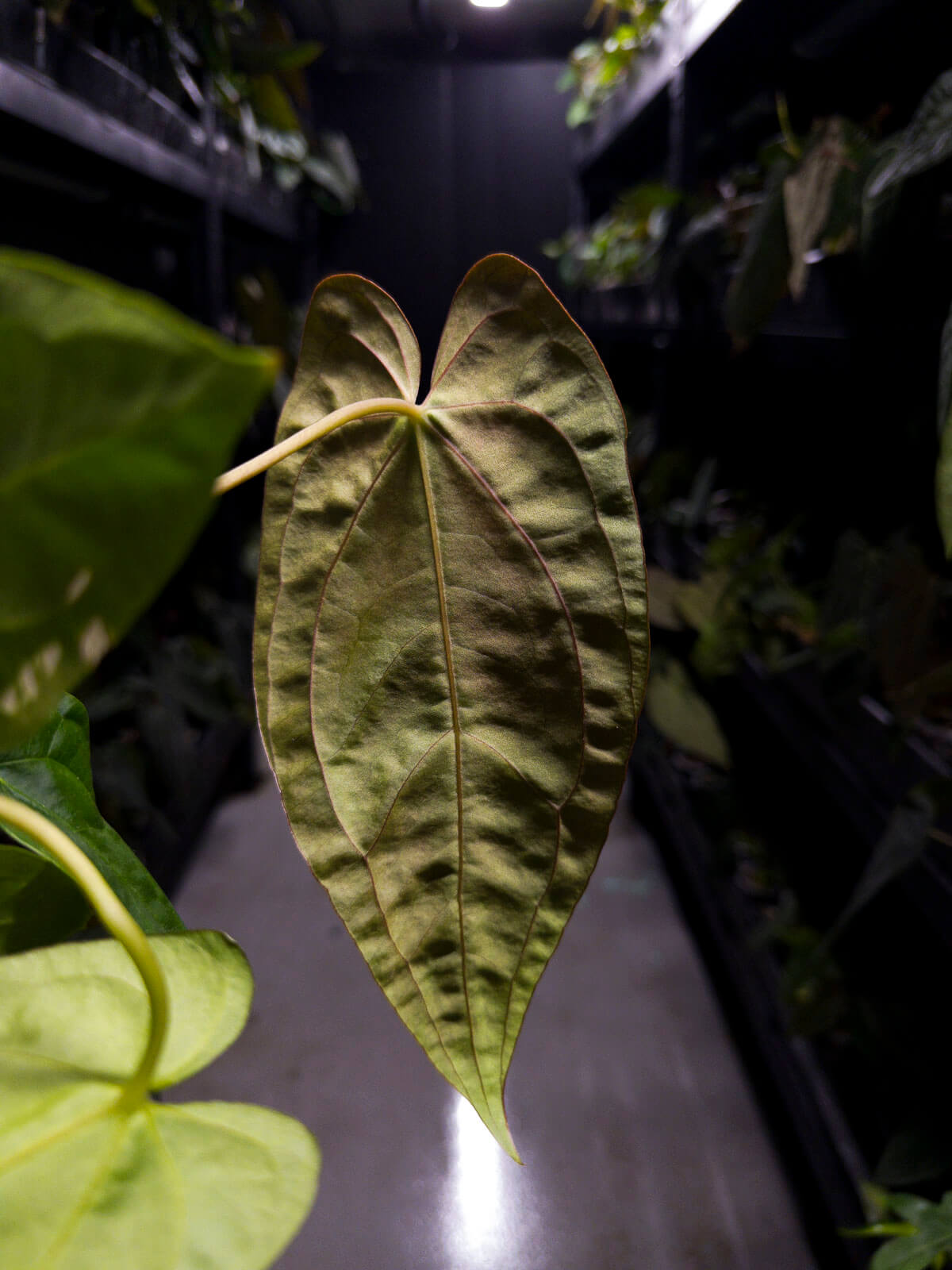 Anthurium papillilaminum ('Marshellini' x 'Dadbod') x 'RA8'