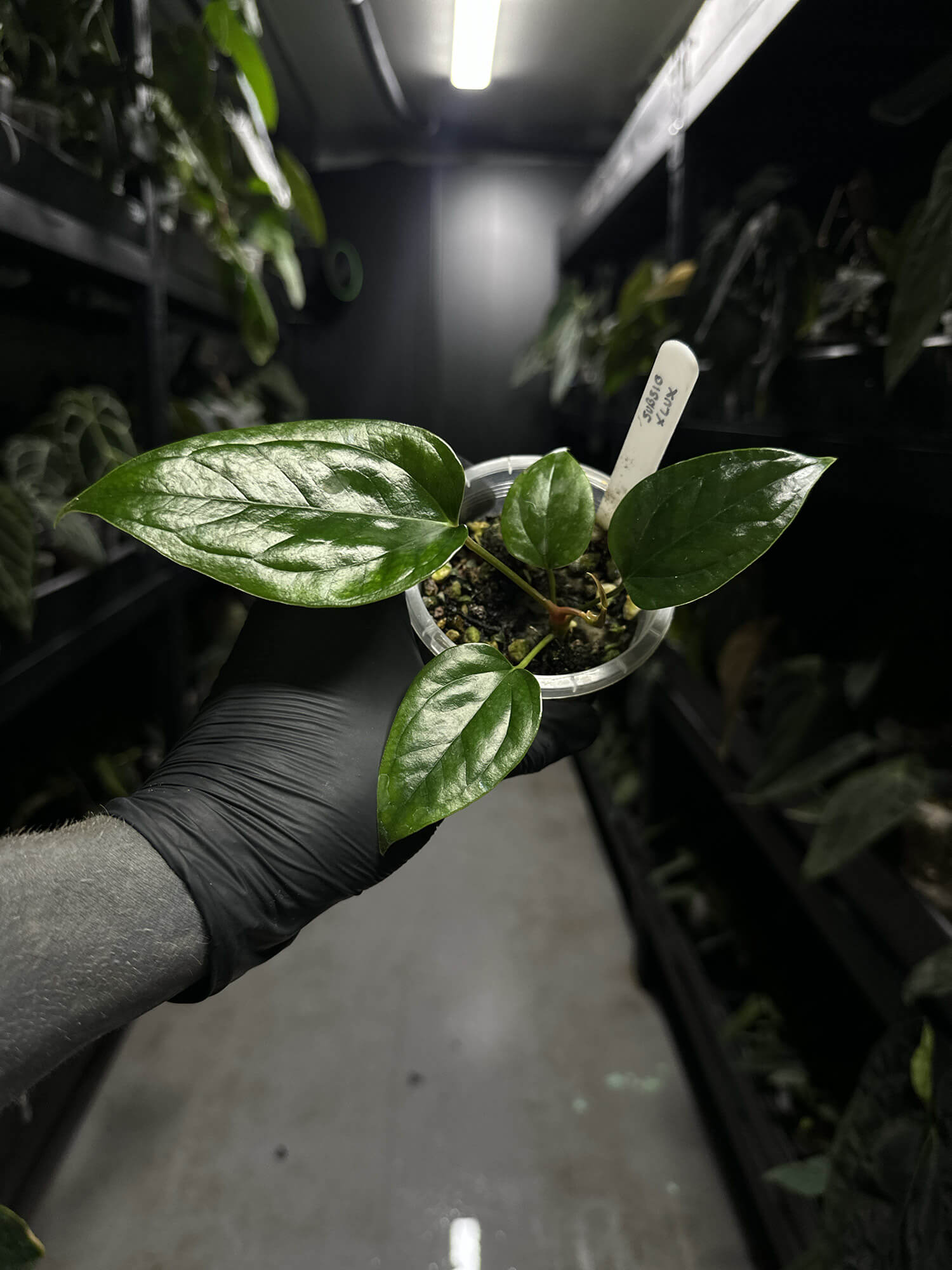 Anthurium subsignatum x luxurians