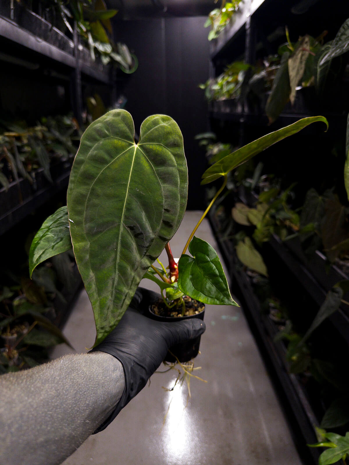 Anthurium papillilaminum ('Marshellini' x 'Dadbod') x 'RA8'