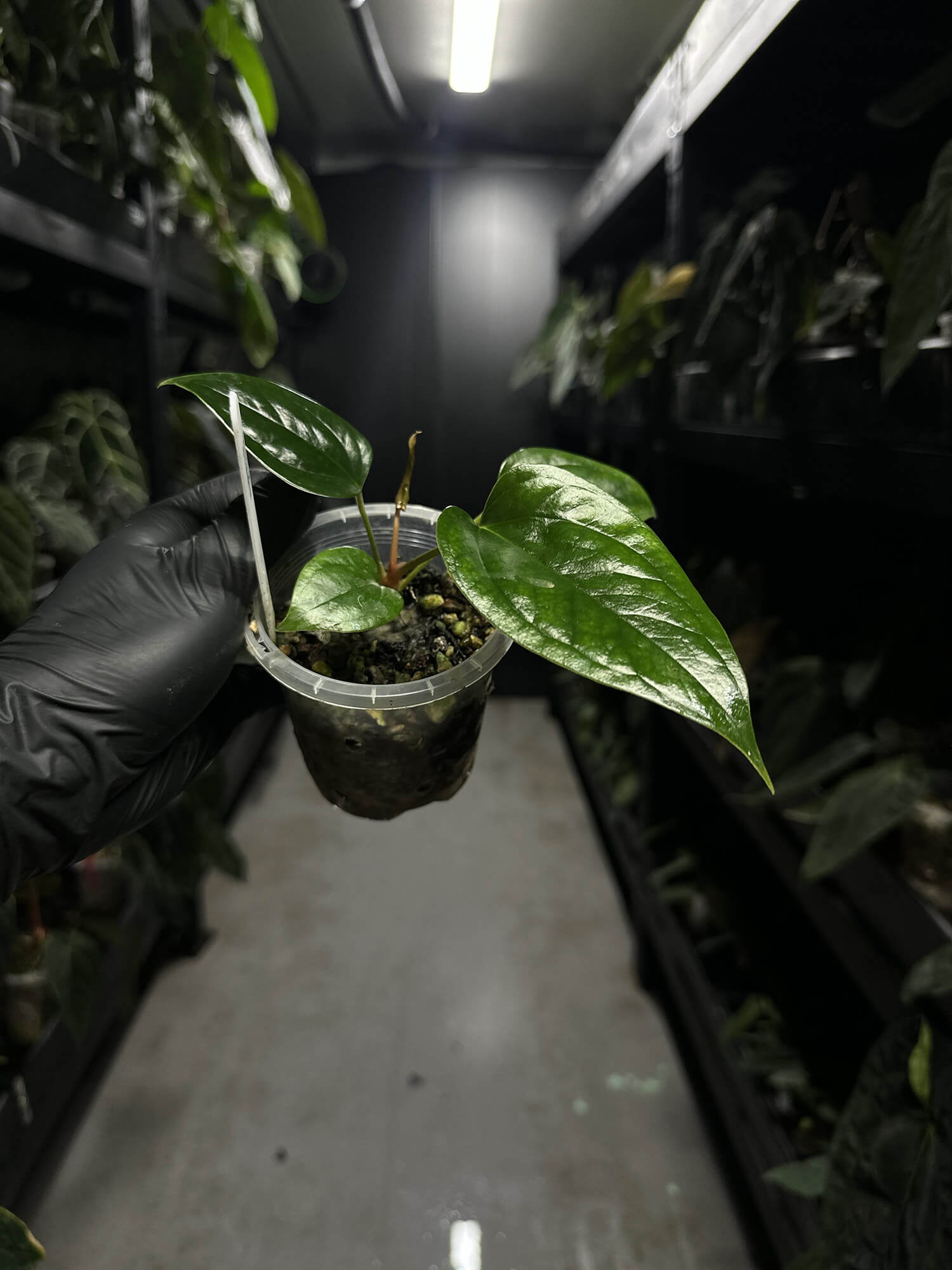 Anthurium subsignatum x luxurians