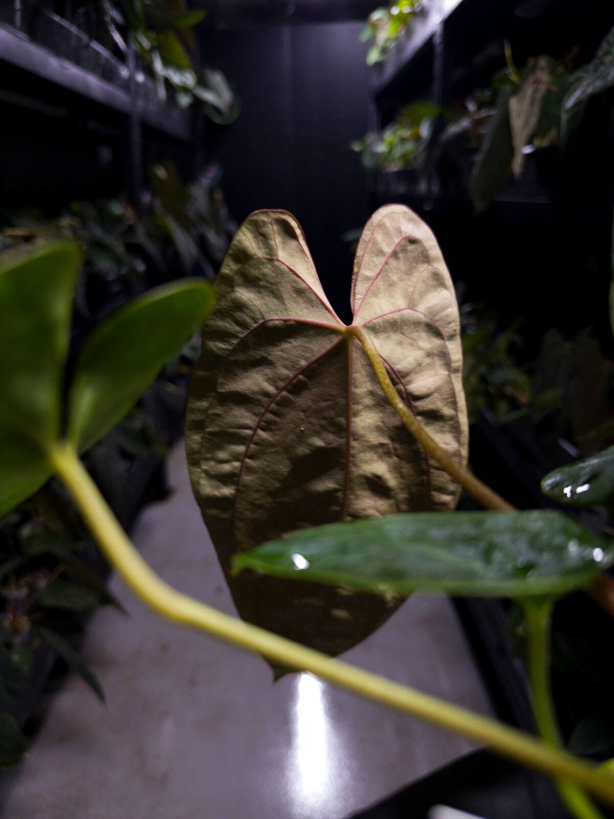Anthurium papillilaminum ('Marshellini' x 'Dadbod') x 'RA8'