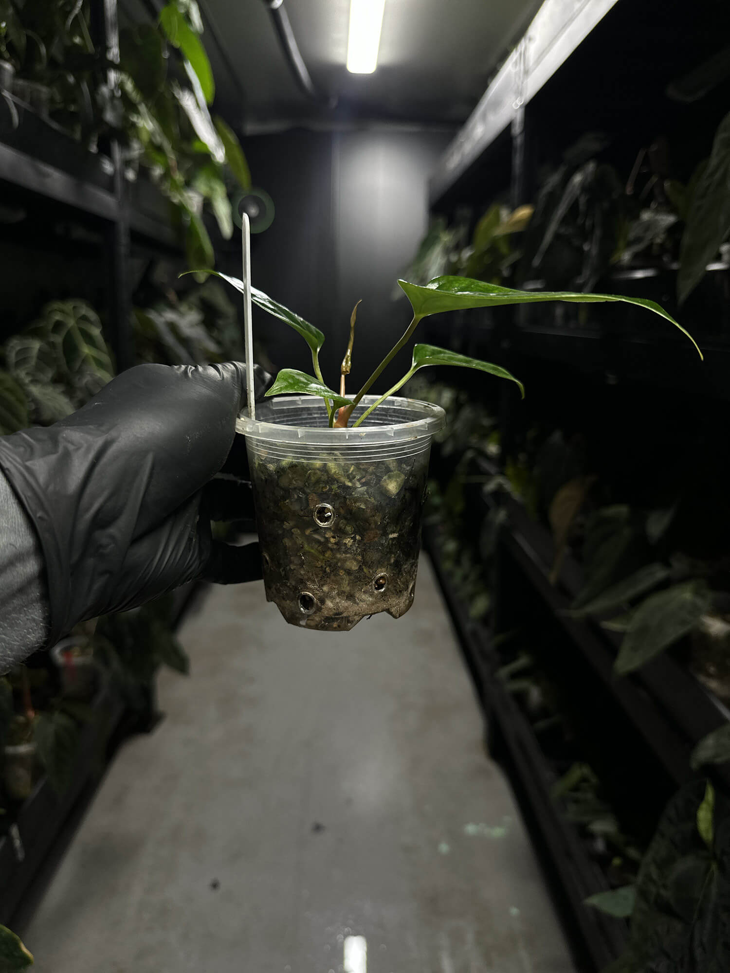 Anthurium subsignatum x luxurians