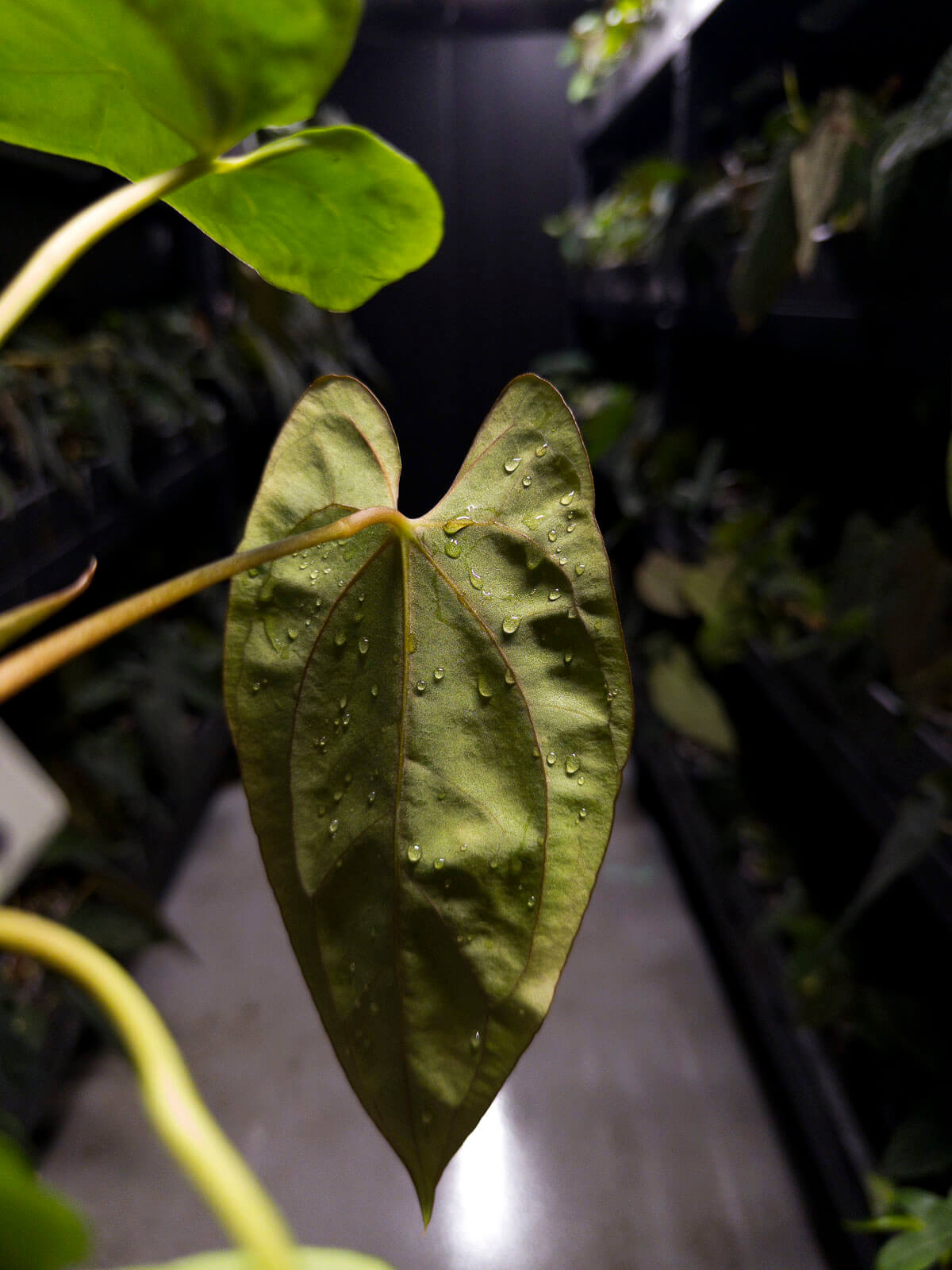 Anthurium papillilaminum ('Marshellini' x 'Dadbod') x 'RA8'