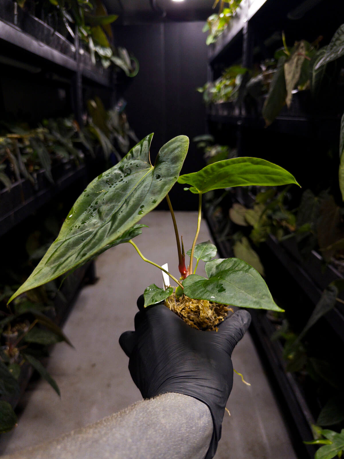 Anthurium papillilaminum ('Marshellini' x 'Dadbod') x 'RA8'