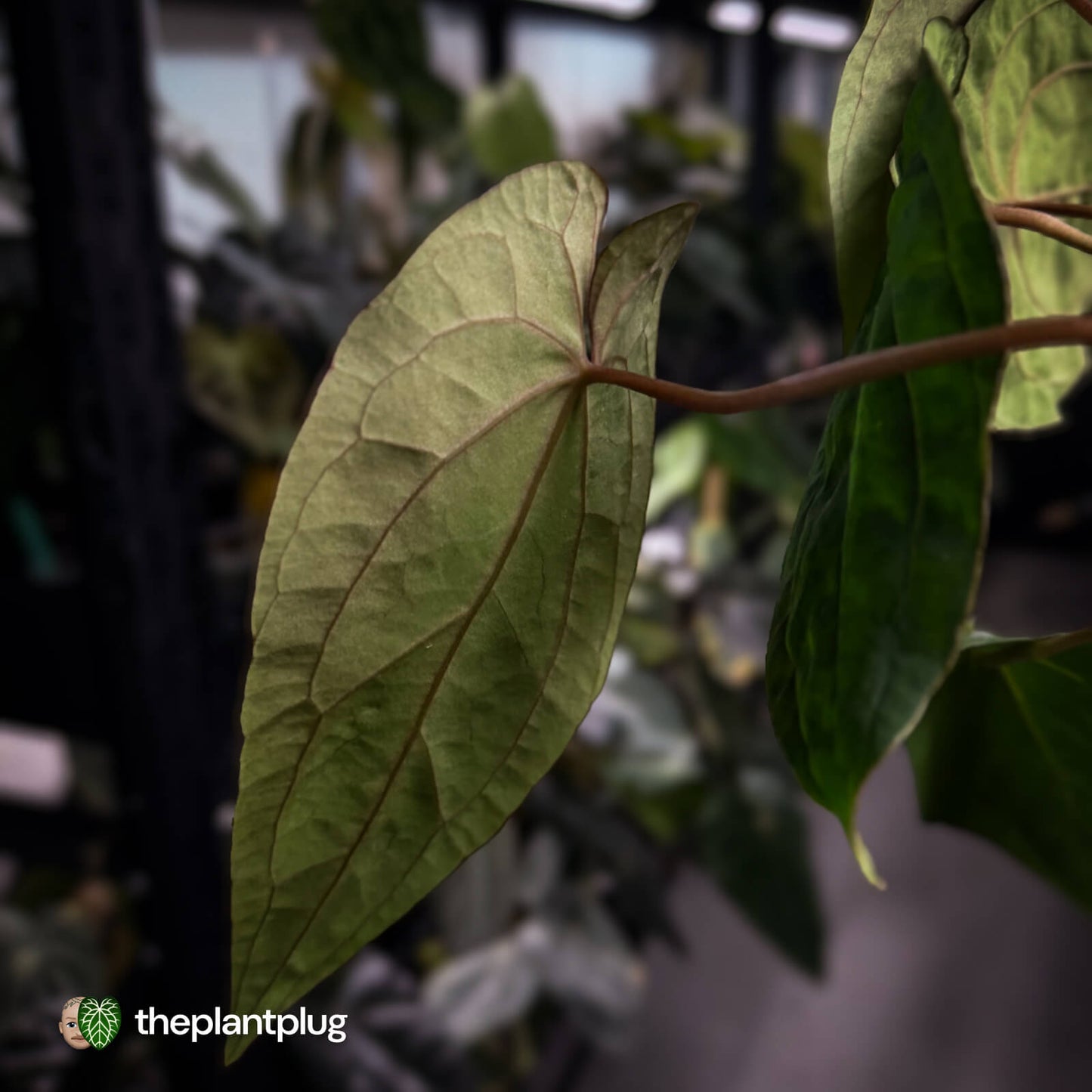Anthurium ('Midnight Velvet' x pap) x 'Roman' • select