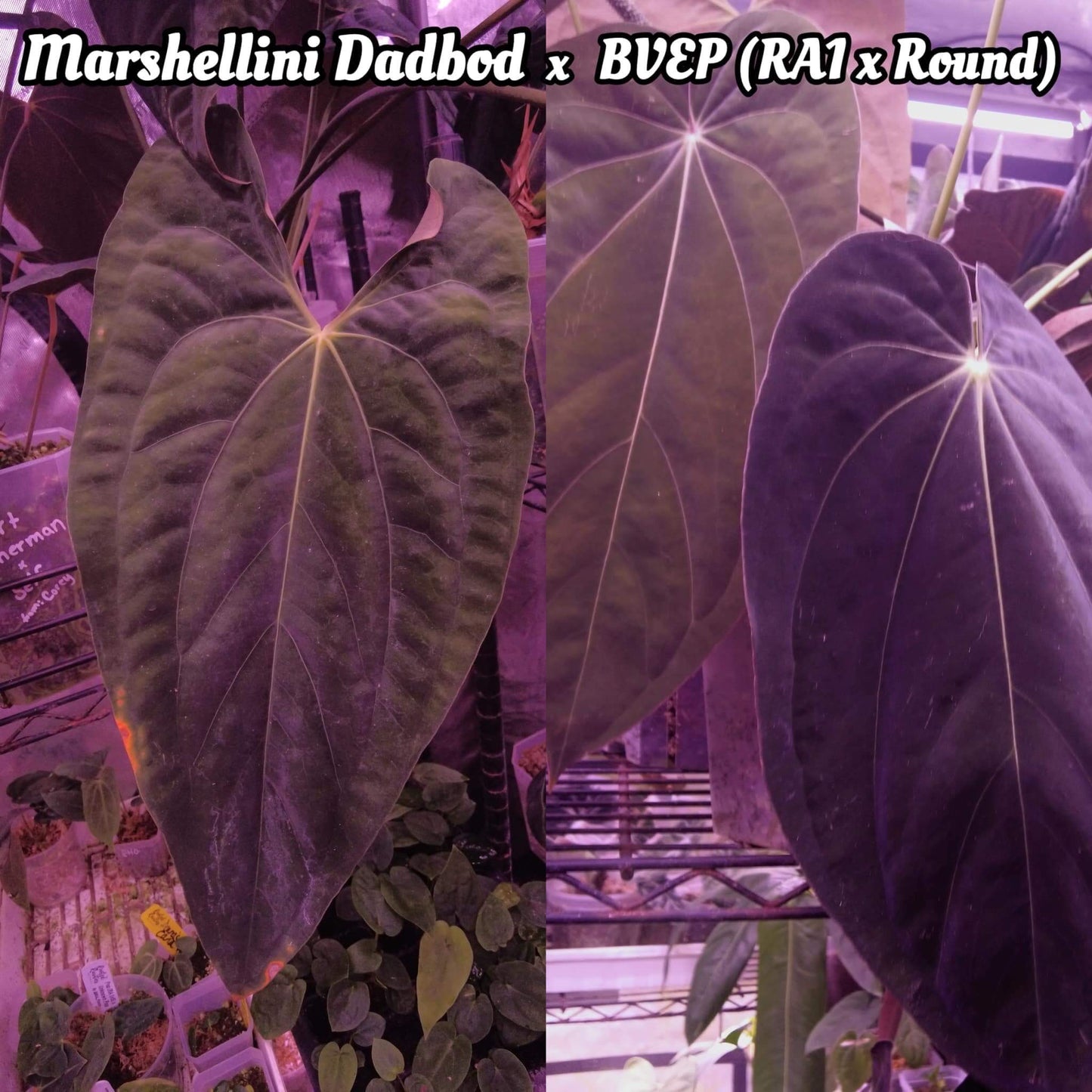 Anthurium papillilaminum ('Marshellini' x 'Dadbod') x antolakii / 'BVEP'