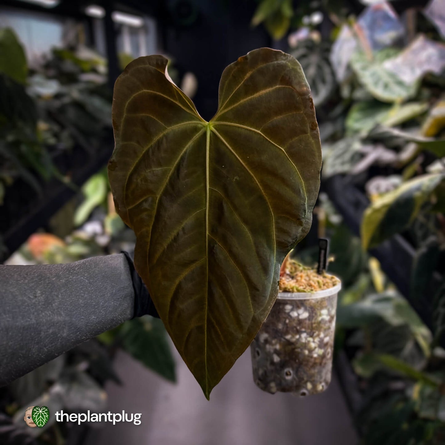 Anthurium papillilaminum x regale