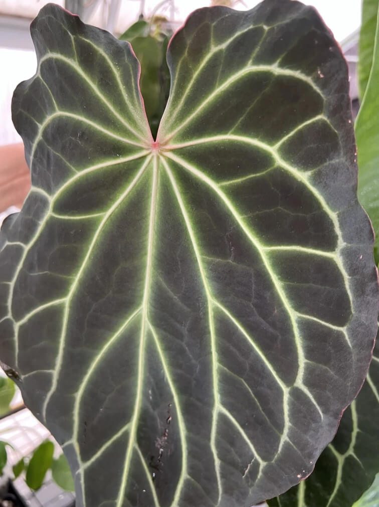 Anthurium Frilly Purple Mag x • select