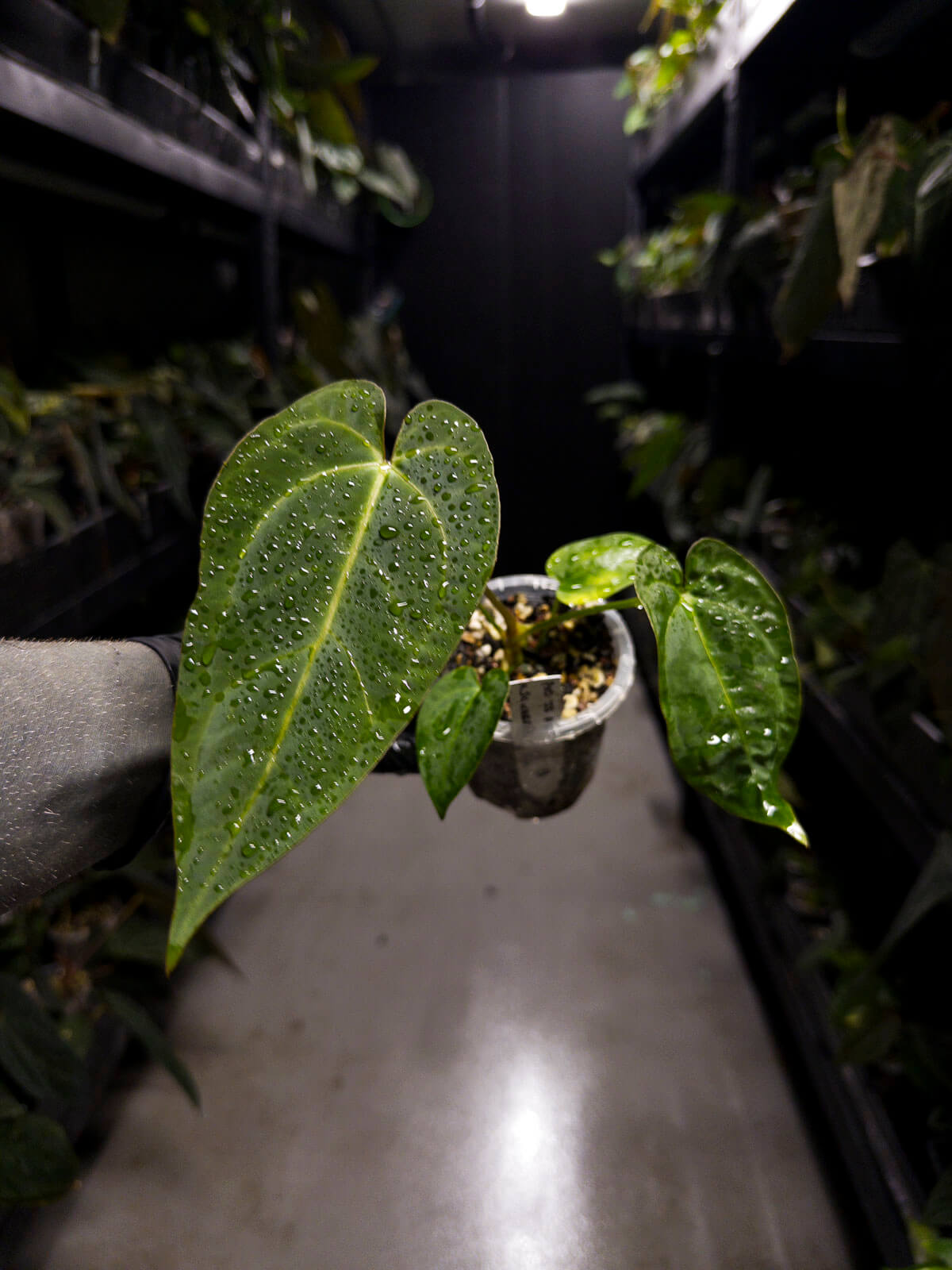 Anthurium (pap x dress ex. JS s1) x (regale x 'Silver Chrome')