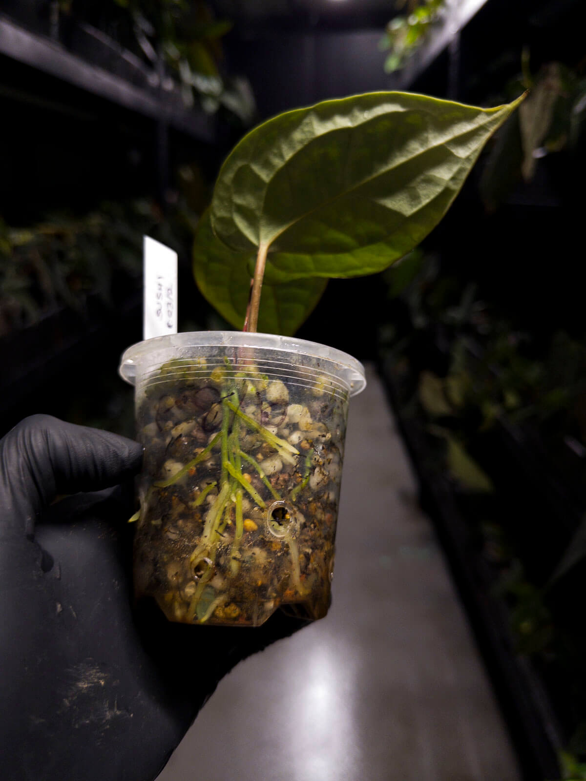 Anthurium crystallinum 'Cape Oasis' x luxurians