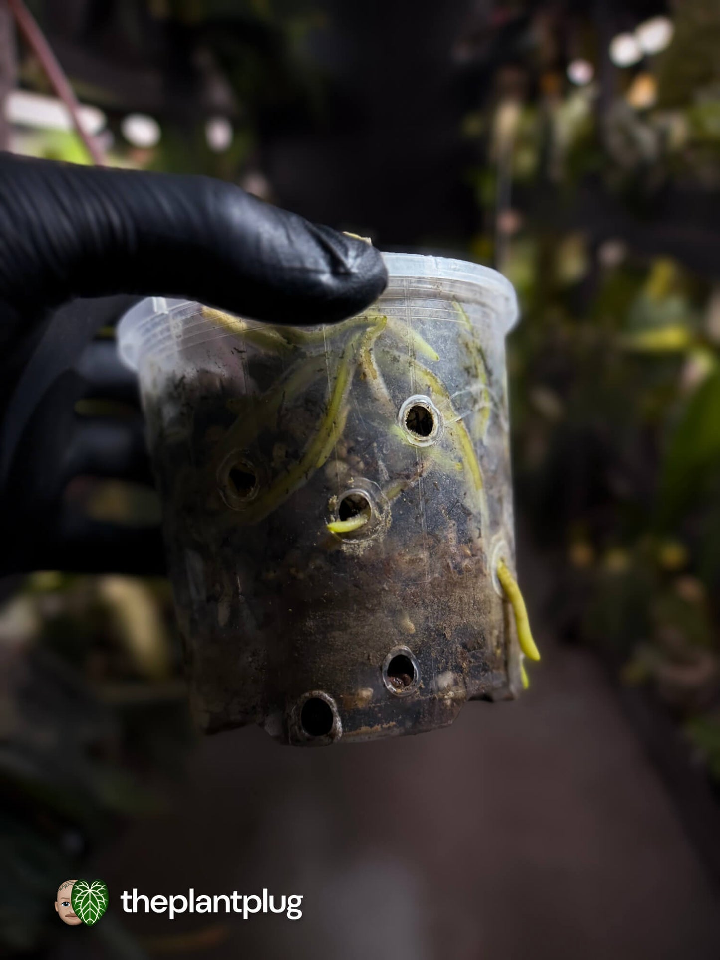 Anthurium 'Michelin Man' ✨