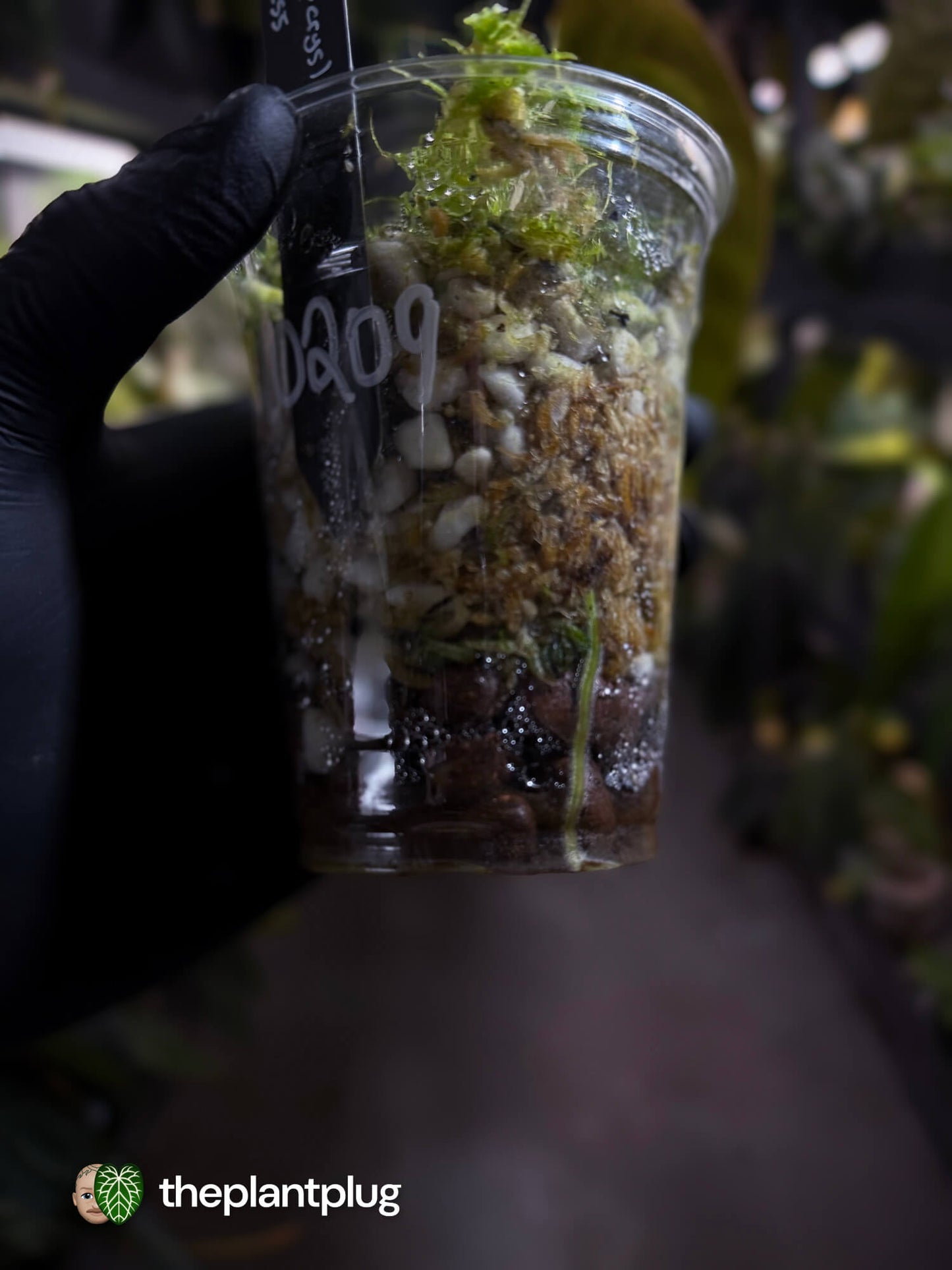 Anthurium (luxurians x papillilaminum x crystallinum) x (pap x dress)