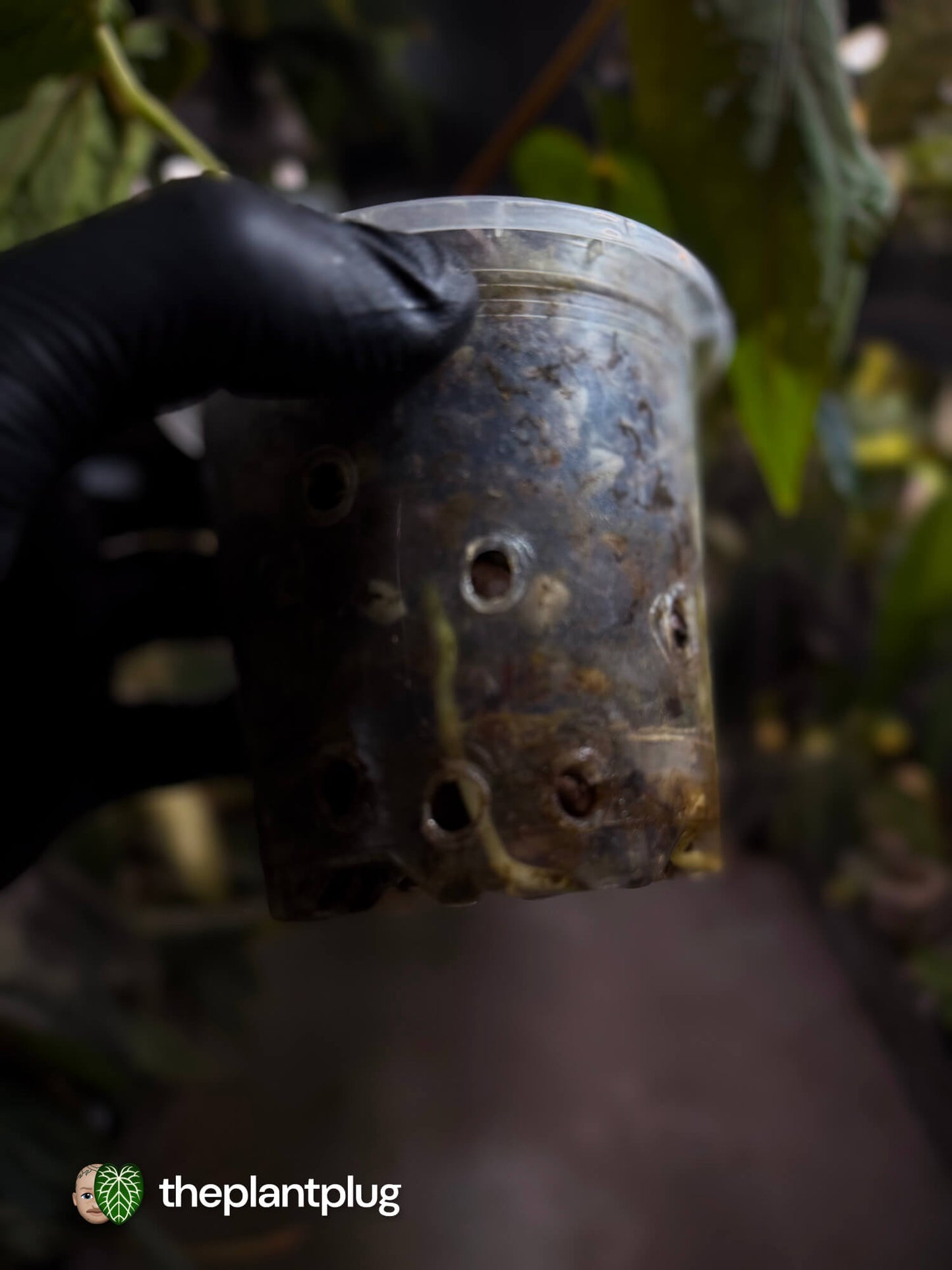 Anthurium #MidnightVelvet