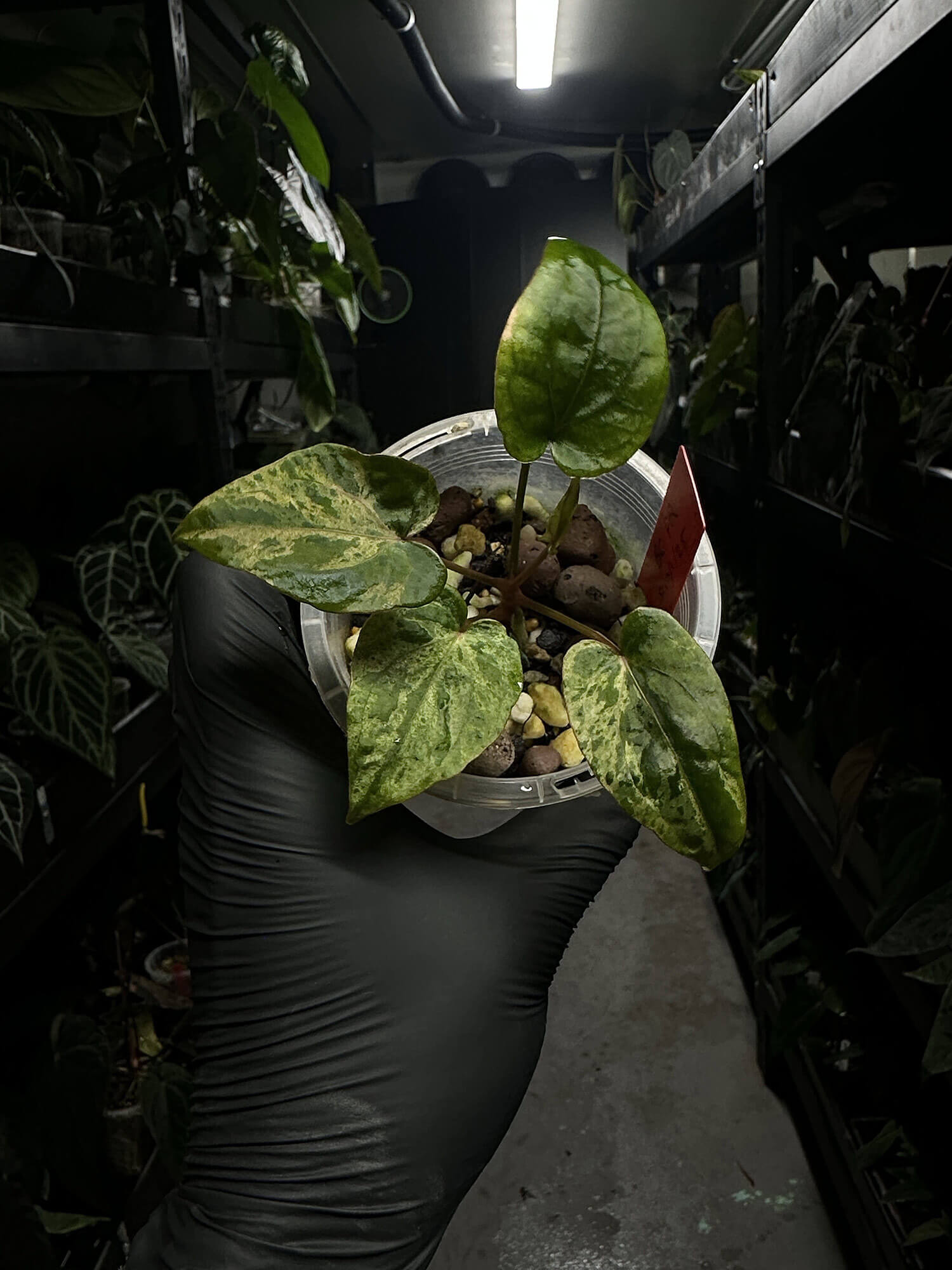Anthurium #Blackcherry f2 Pink Variegated 🎀