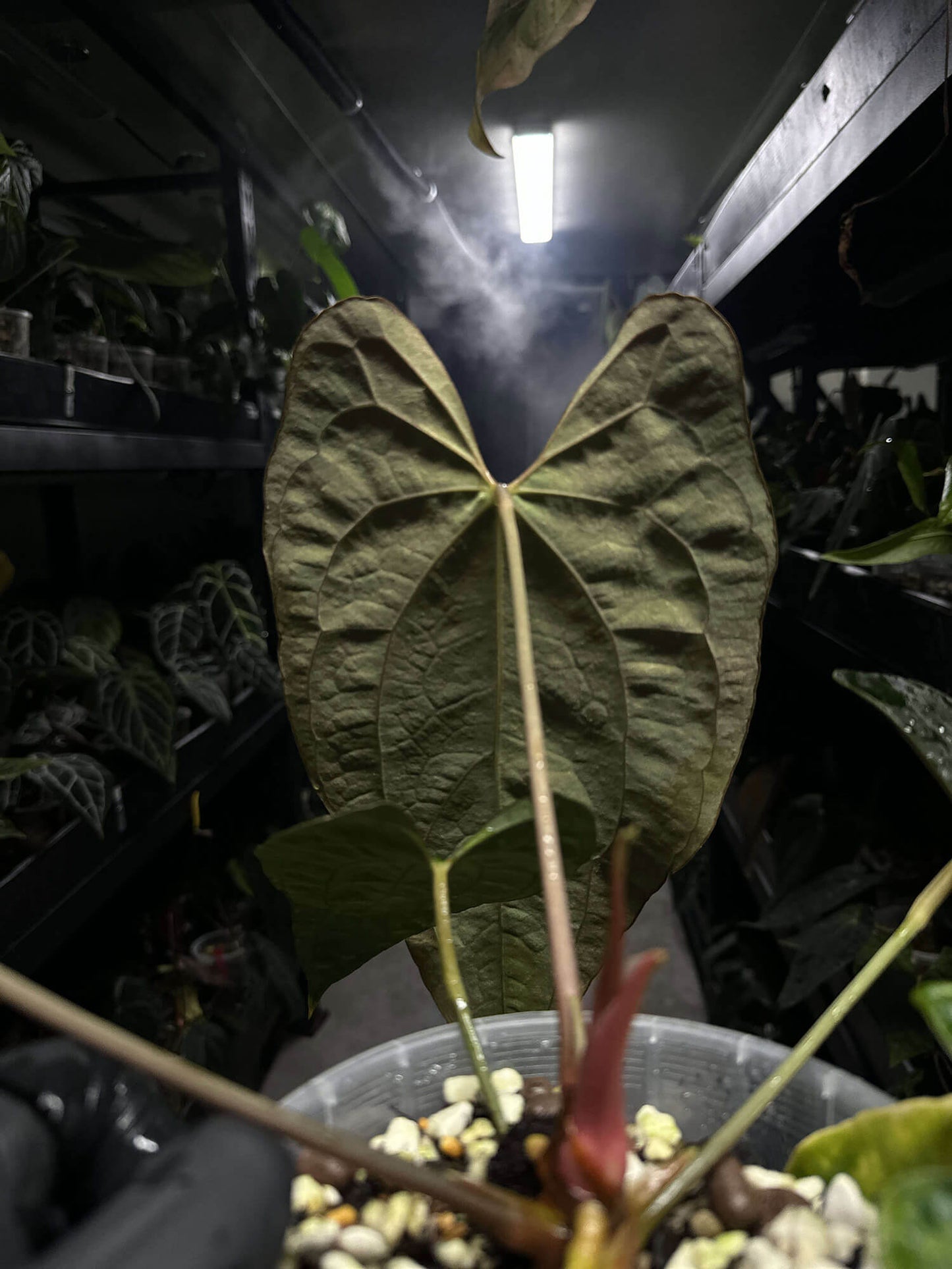 Anthurium #andras - papillilaminum x besseae aff select plant