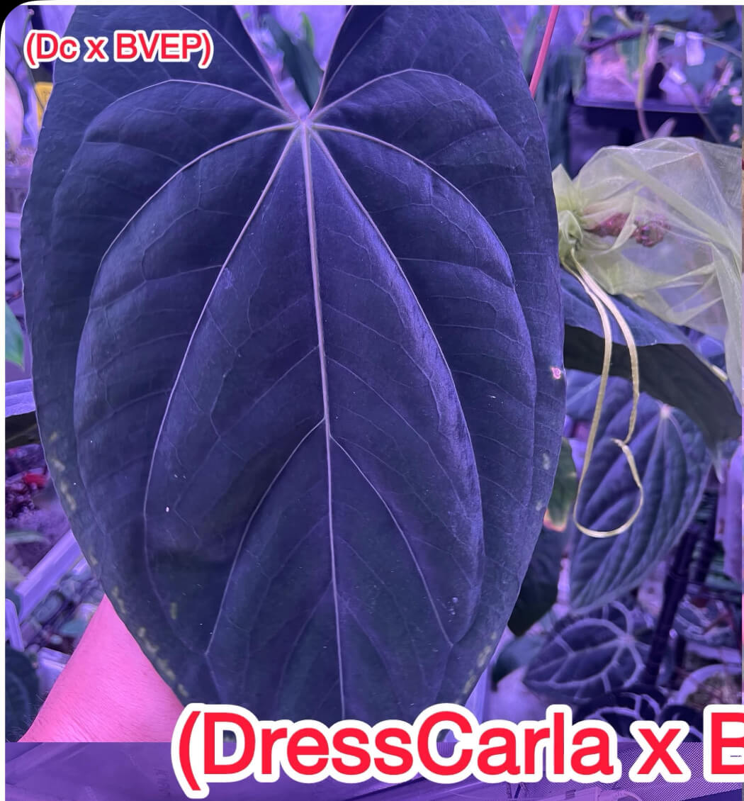 Anthurium 'BVEP' x ((dress x carla) x 'BVEP') • holdback