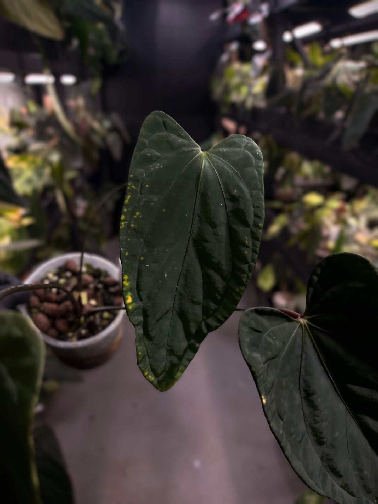 Anthurium #KissinCousins