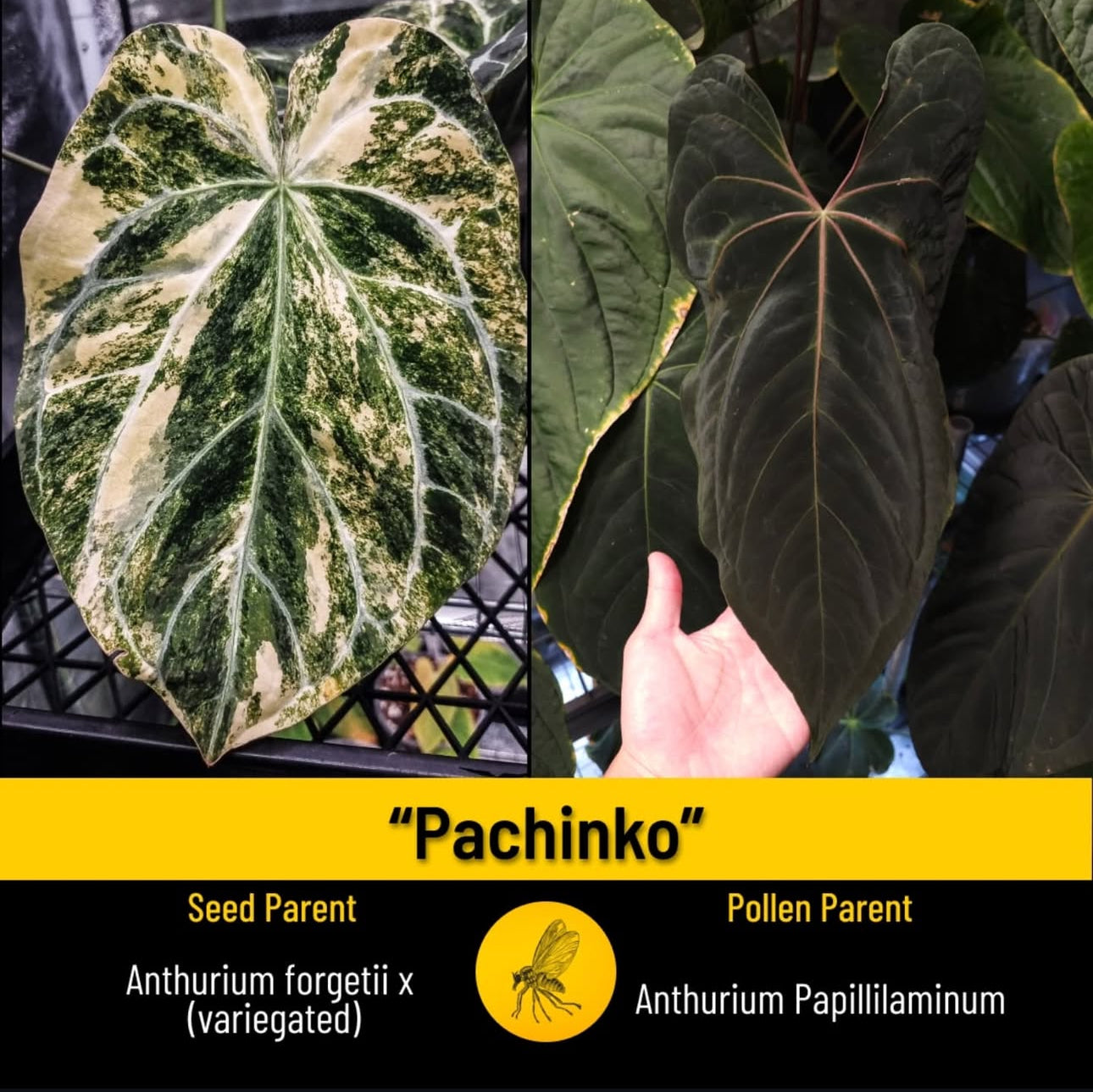 Anthurium forgetii hybrid x papillilaminum