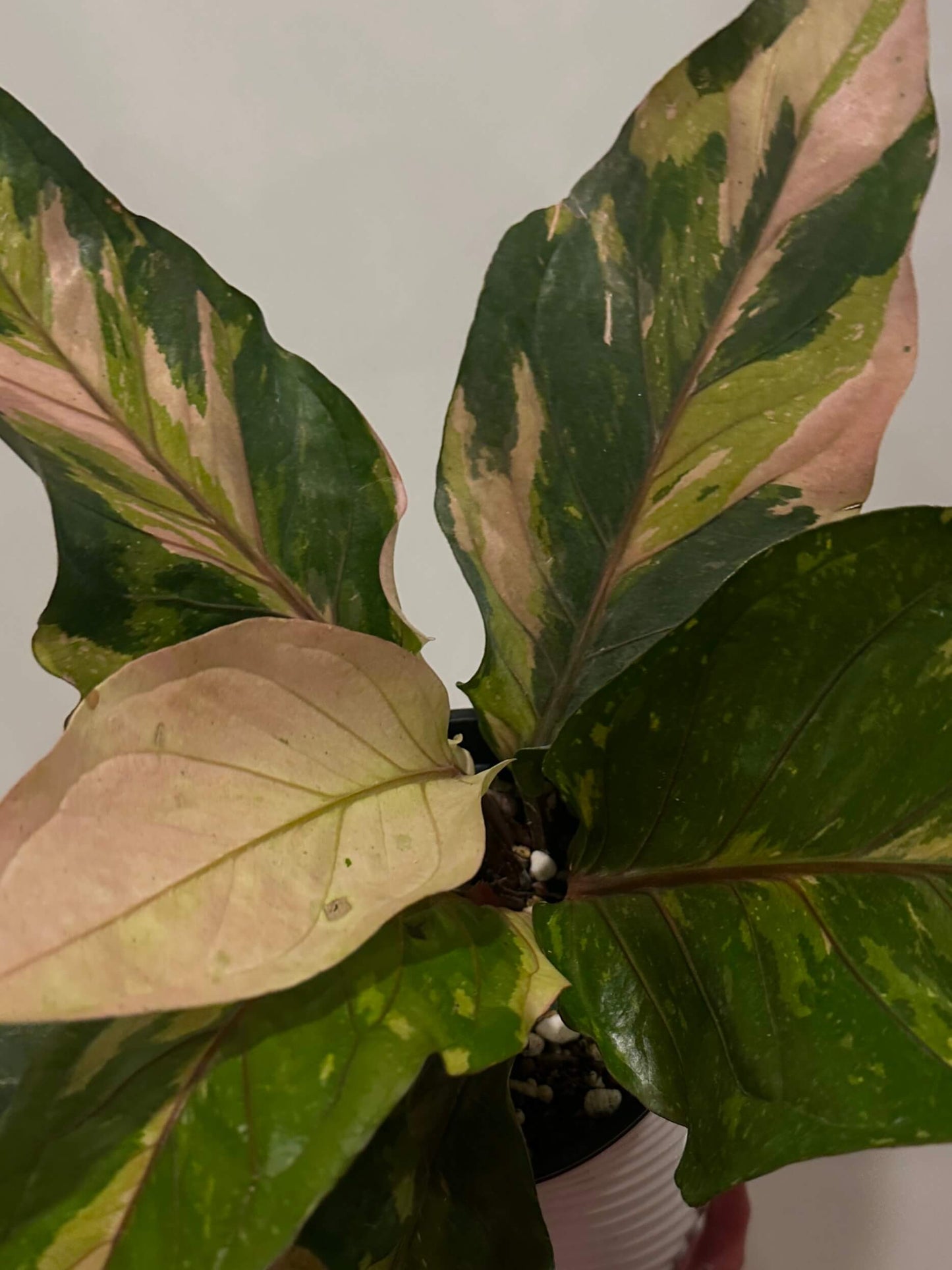 Anthurium hookeri variegated ✨