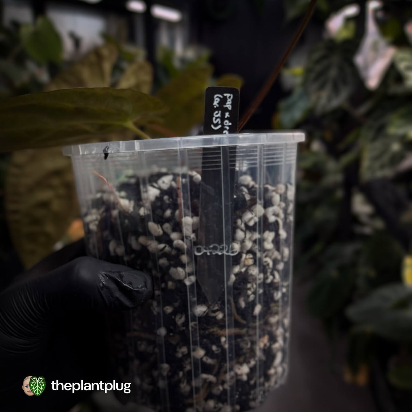 Anthurium (forgetii x pap) x (pap x dress) • variegated