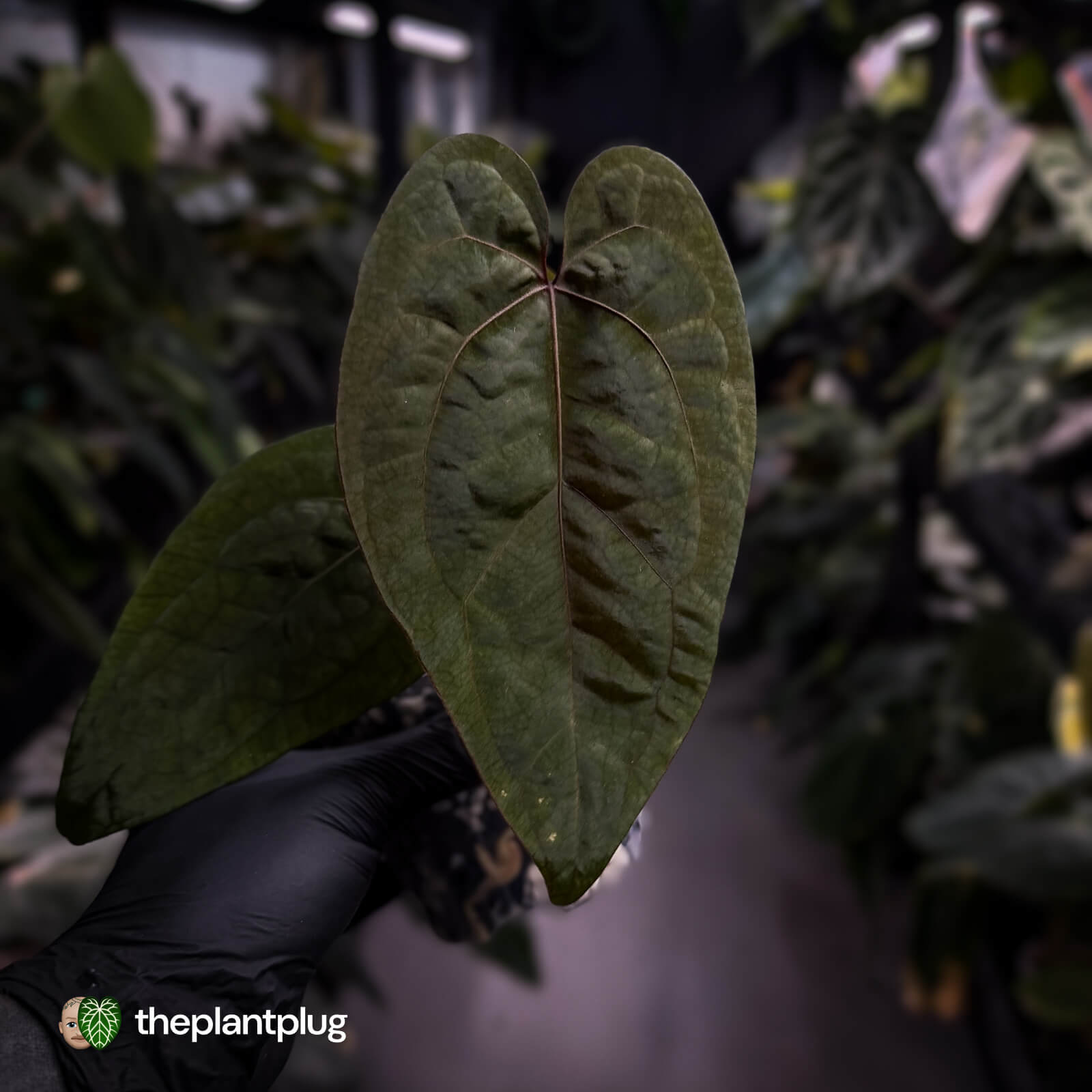 アンスリウム Ace of Spades × RVDP Anthurium 'Ace of Spades' x 'RVDP' • select – The Plant Plug