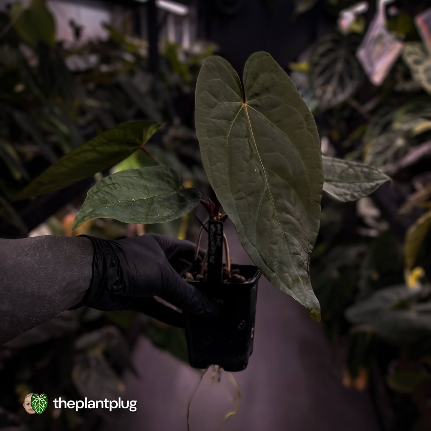 Anthurium NOID? • purple veins